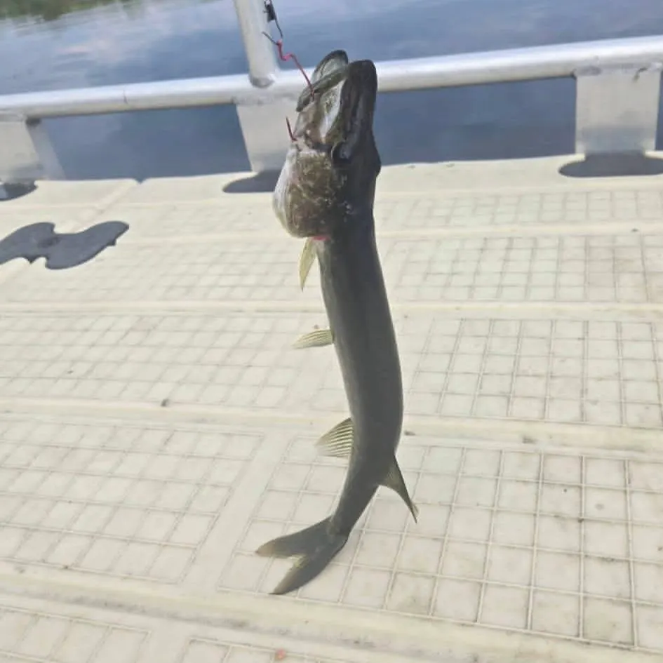 Chain pickerel caught on Fishbrain