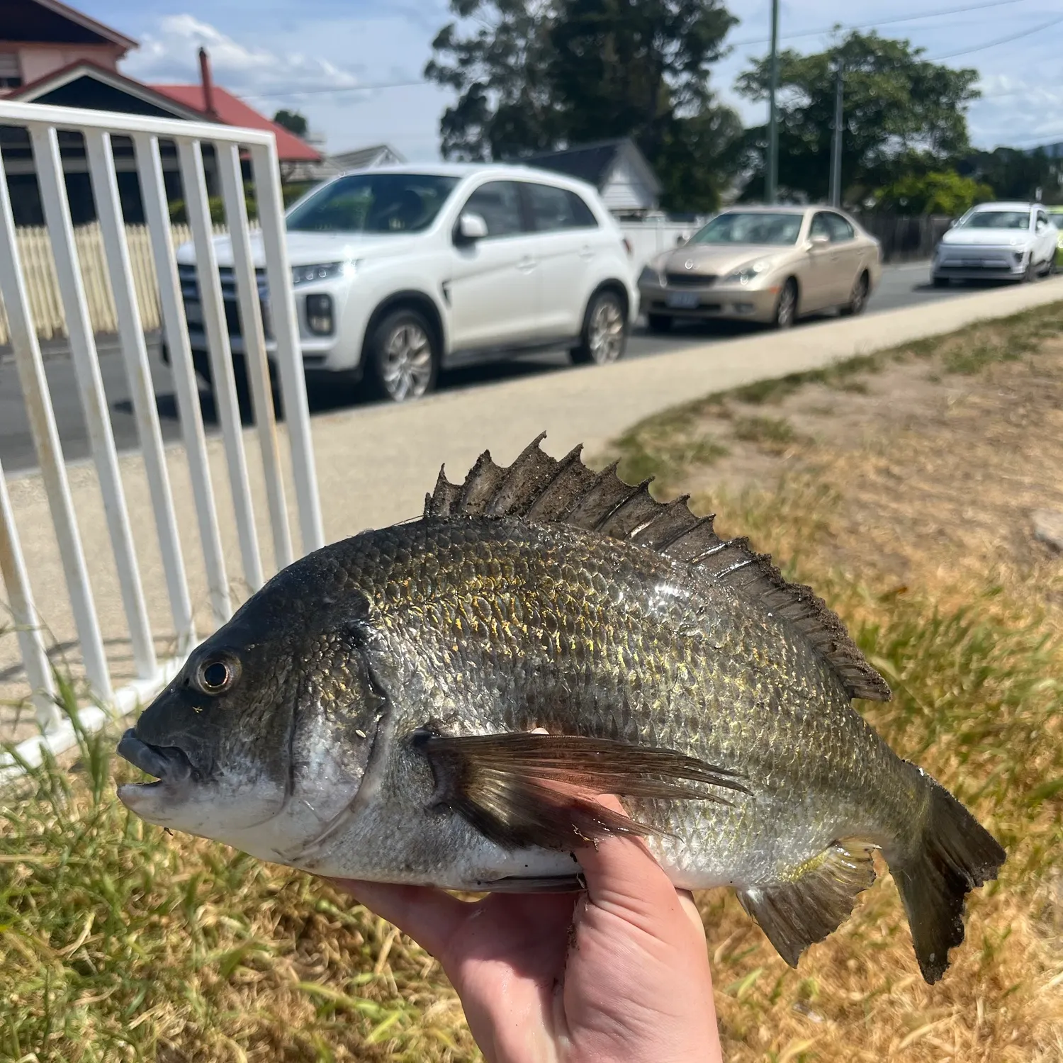 Southern black bream caught on Fishbrain