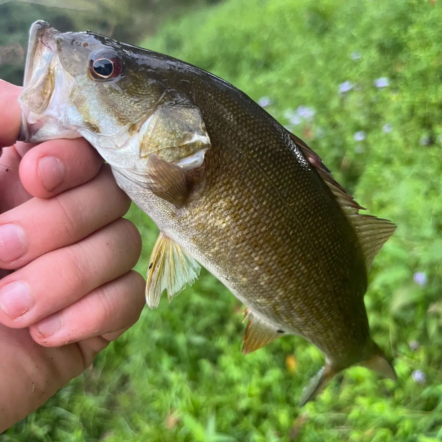 Smallmouth bass caught on Fishbrain