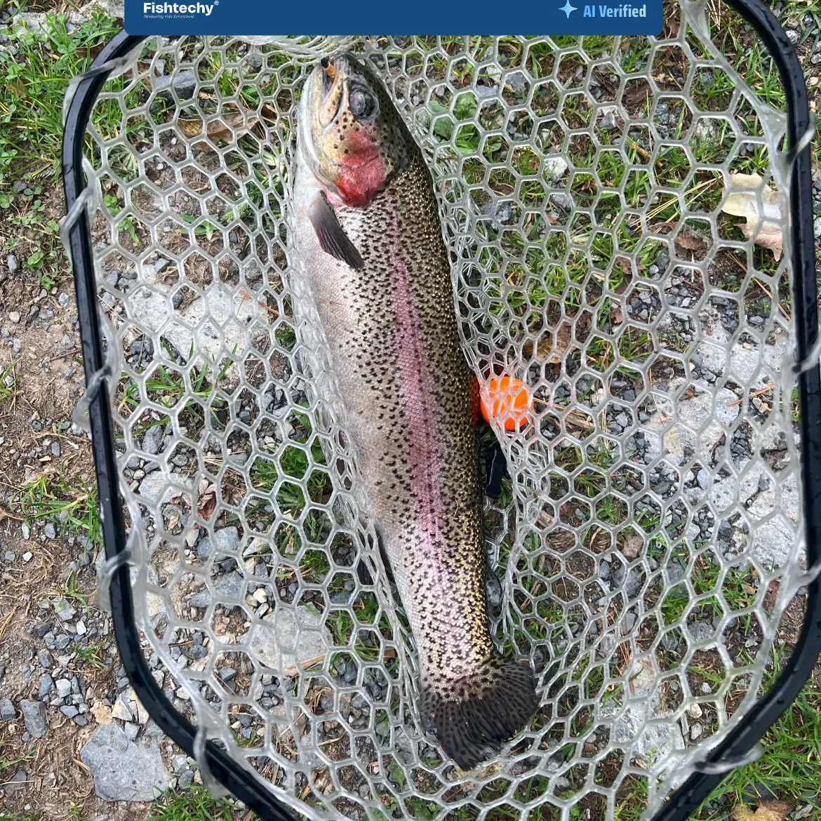 Rainbow trout caught on Fishbrain