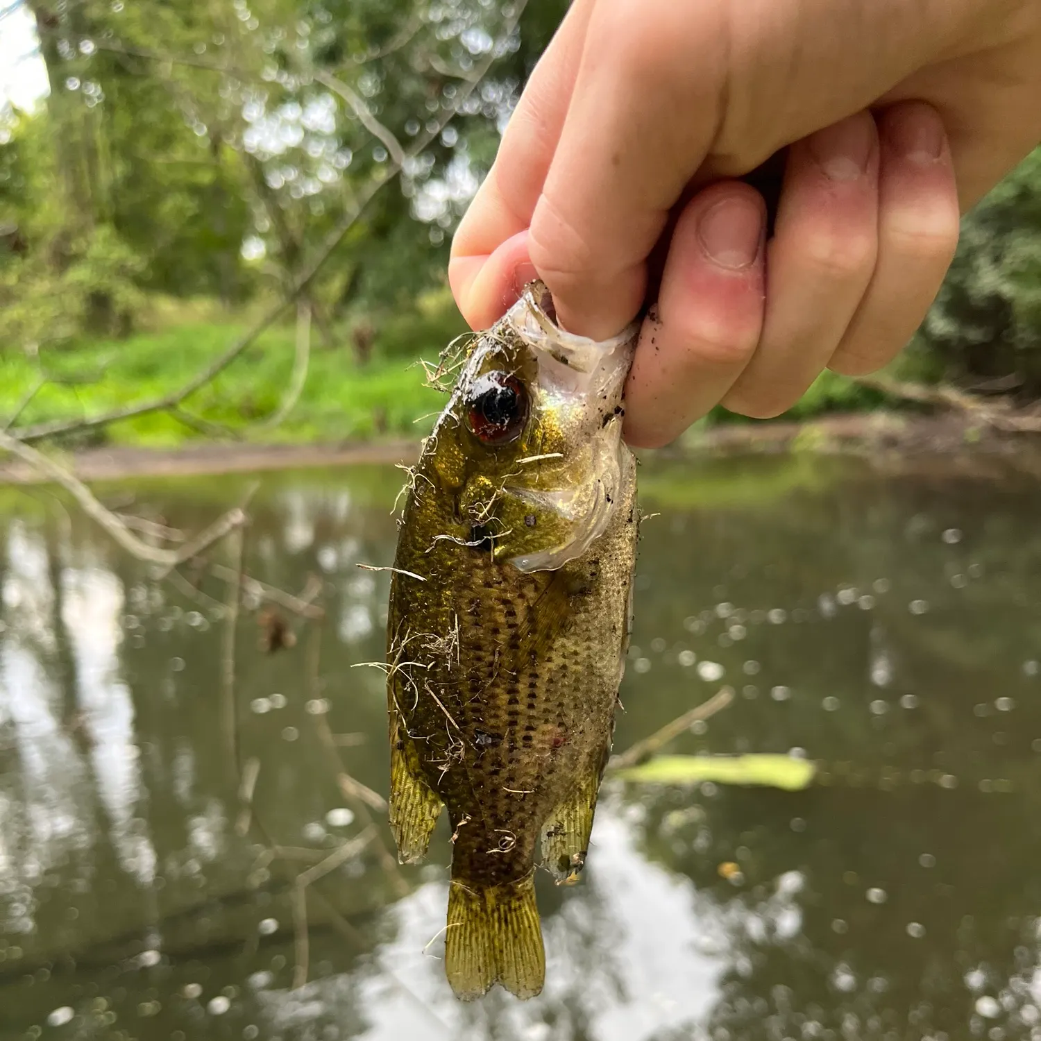 Rock bass caught on Fishbrain