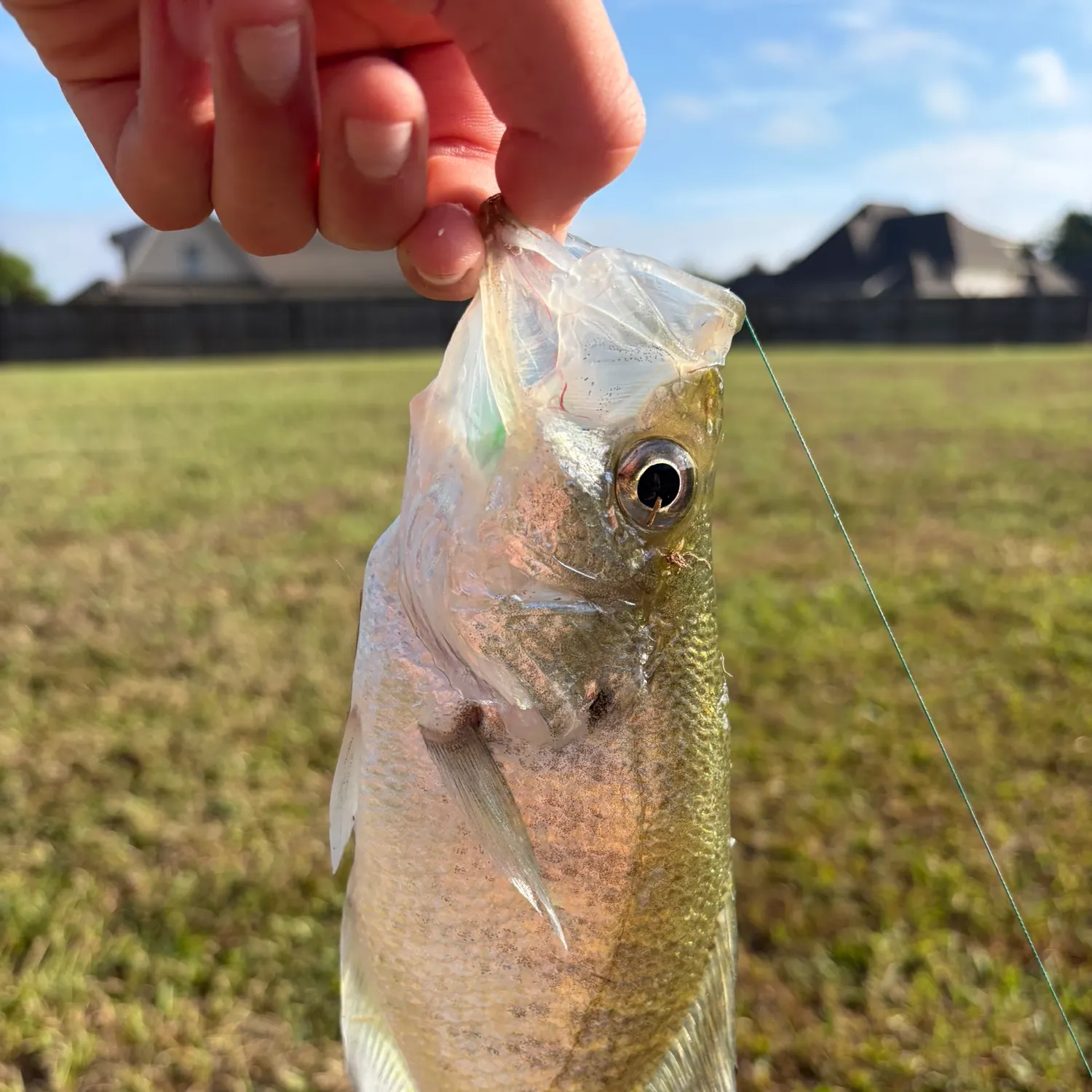 White crappie caught on Fishbrain