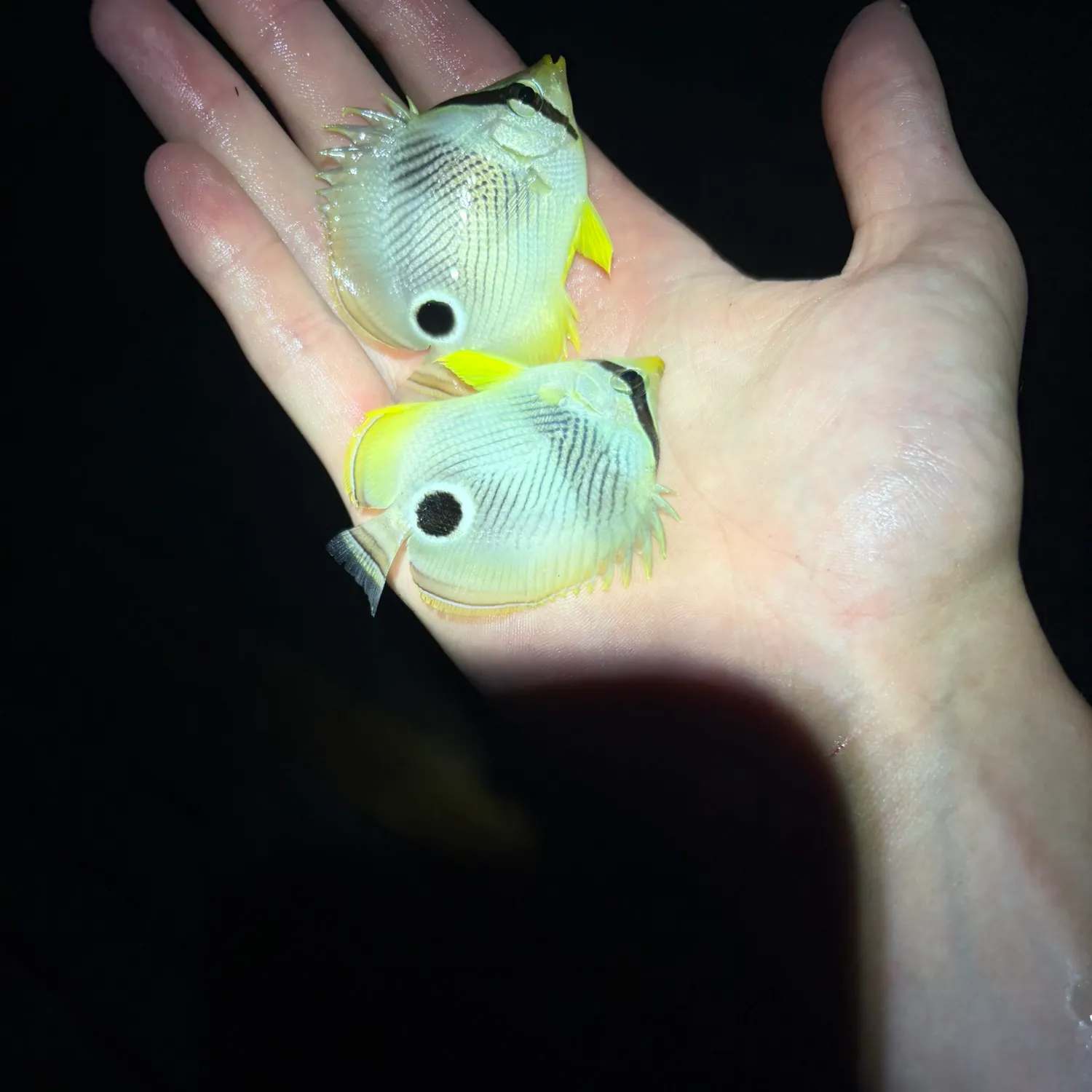 The most recent Foureye butterflyfish catches on Fishbrain