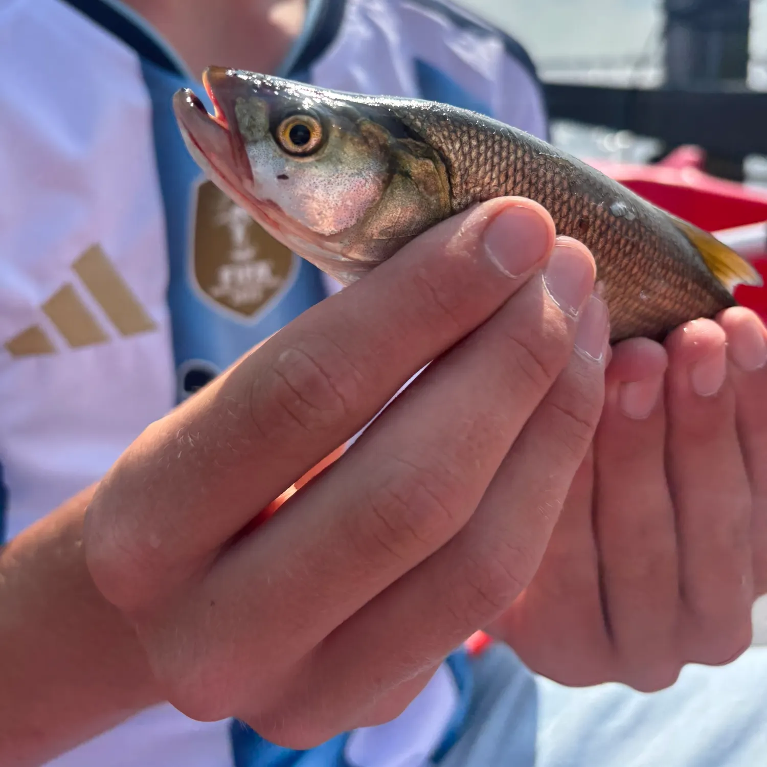 The most recent European chub catches on Fishbrain