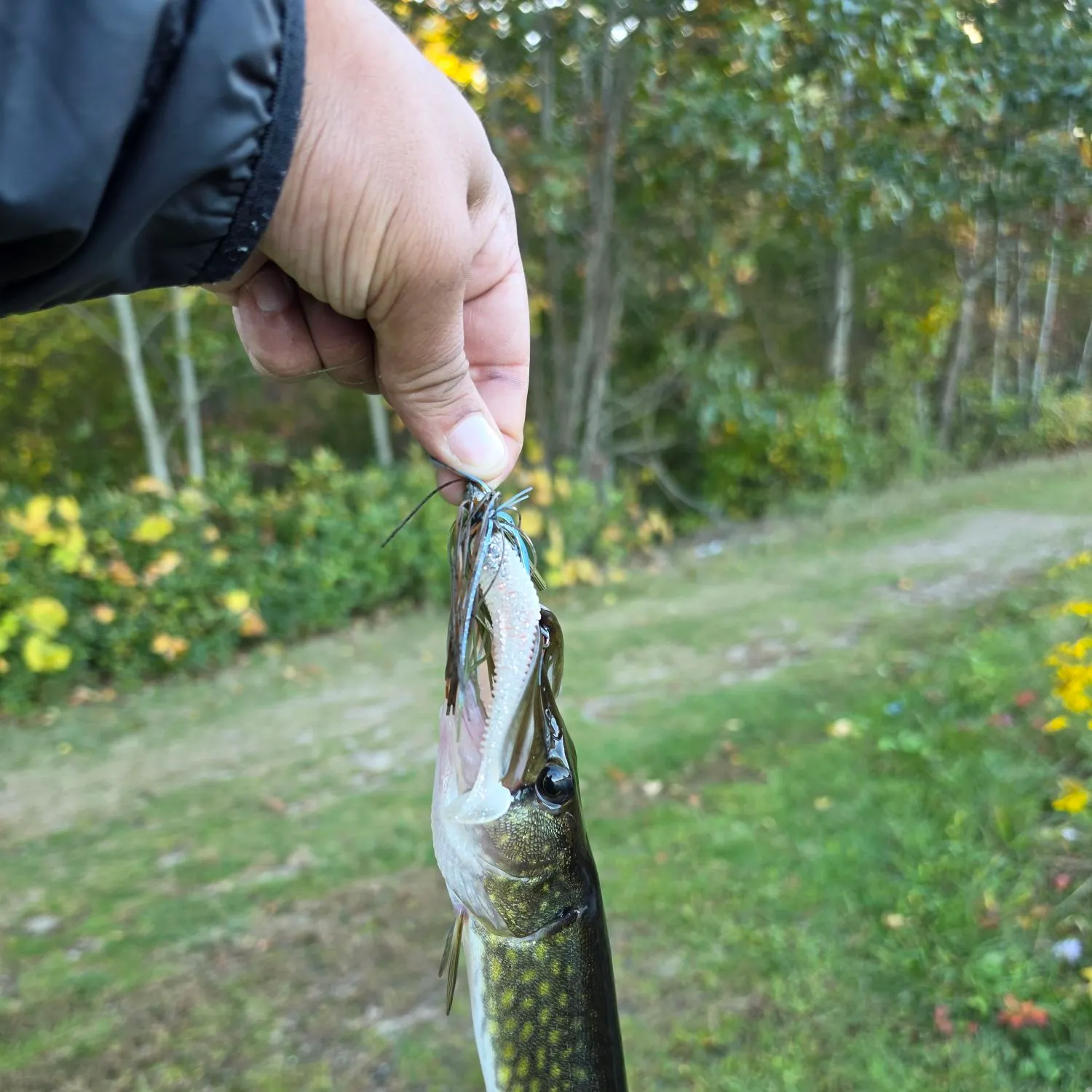 Chain pickerel caught on Fishbrain