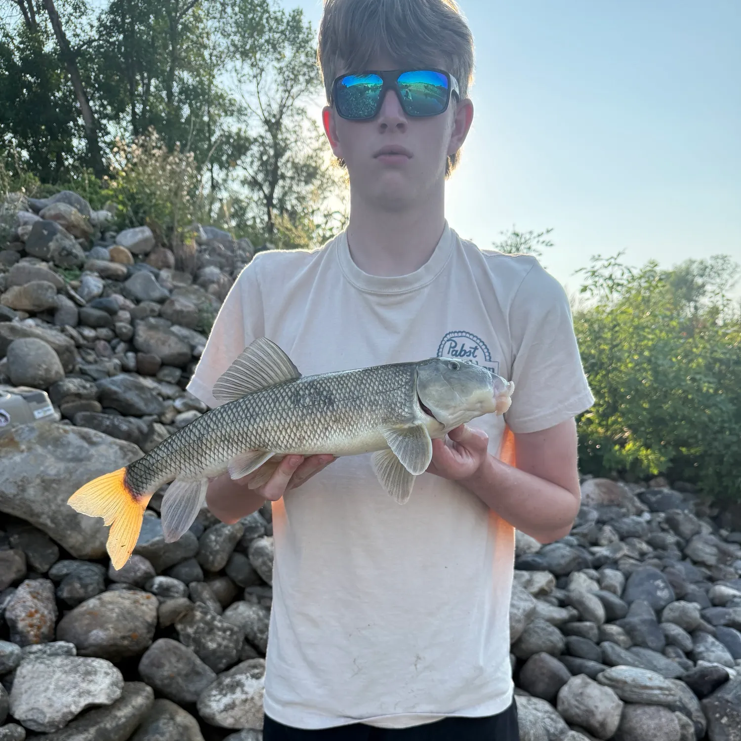 White sucker caught on Fishbrain