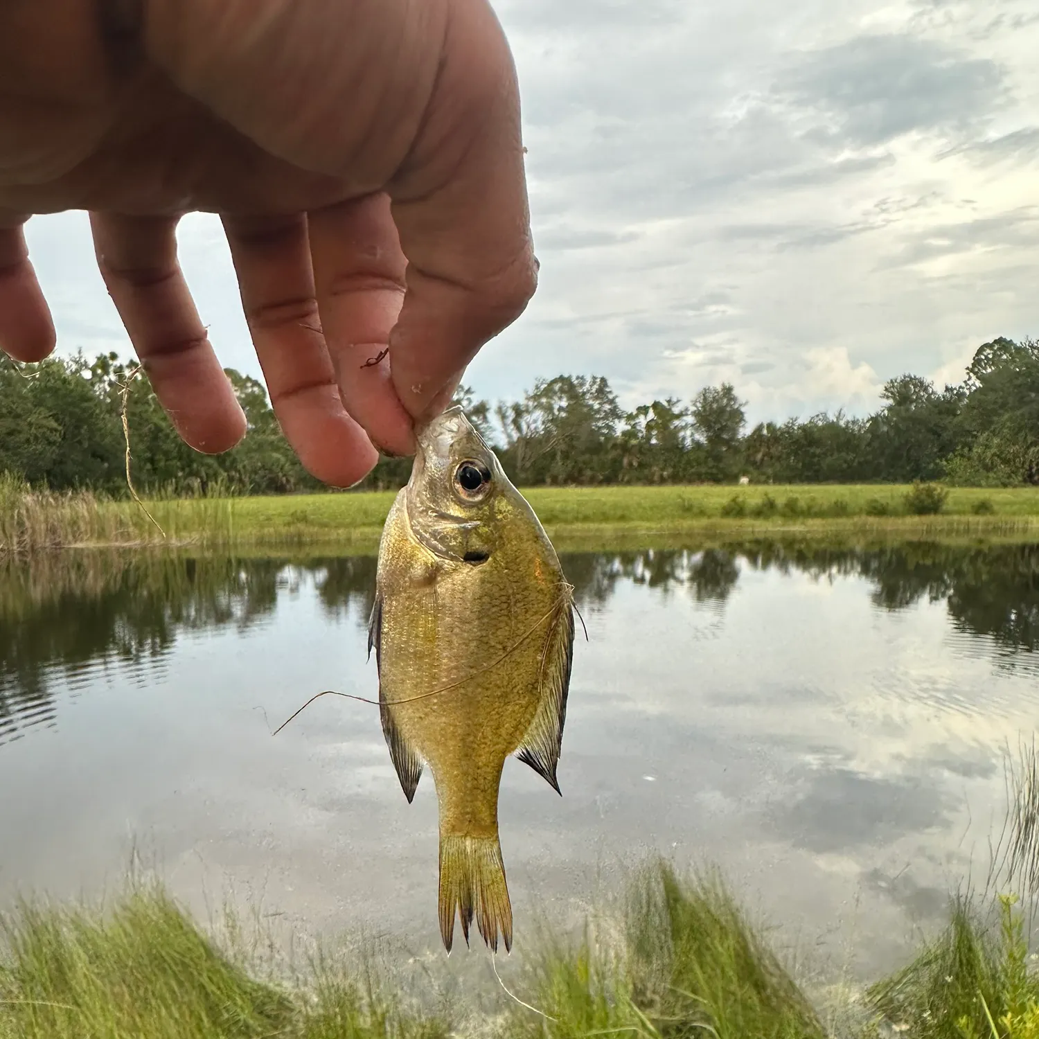 The most recent Spottail seabream catches on Fishbrain