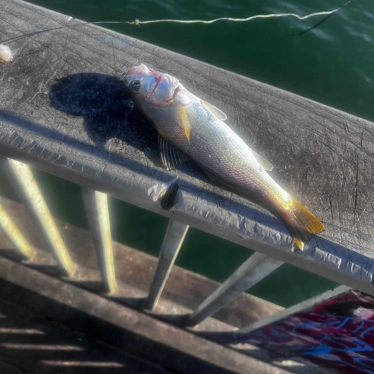 The most recent White croaker catches on Fishbrain