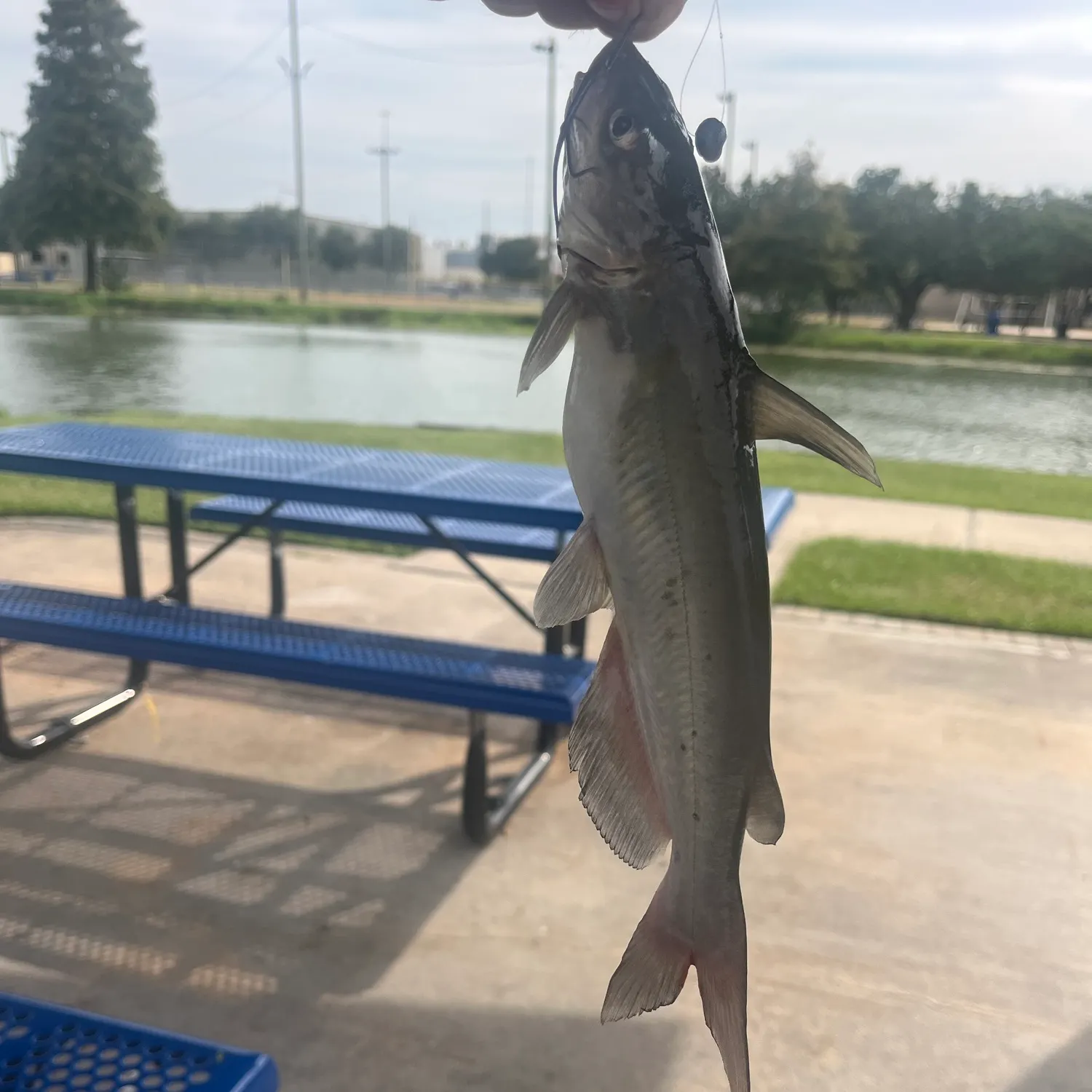 Channel catfish caught on Fishbrain