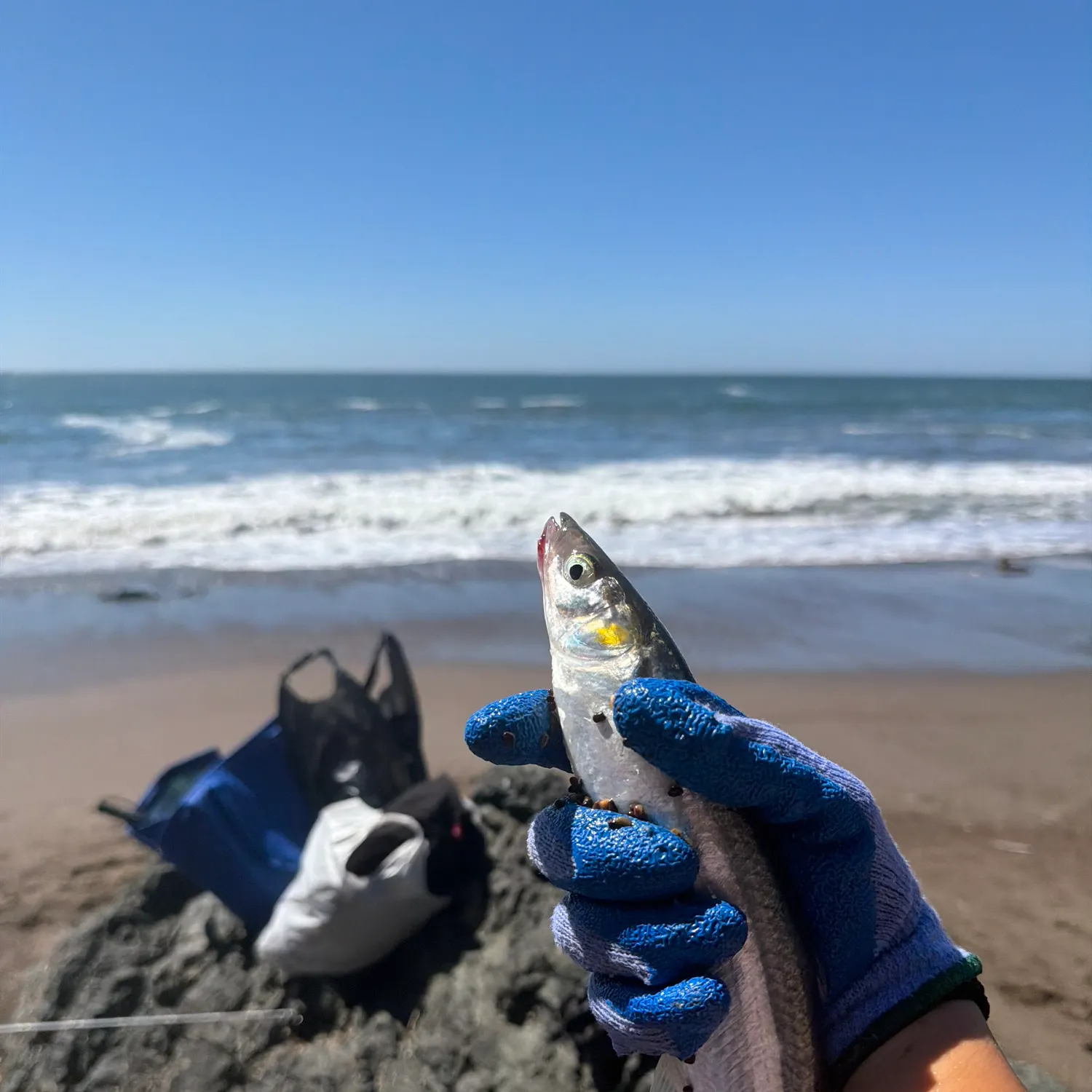 The most recent Jack silverside catches on Fishbrain