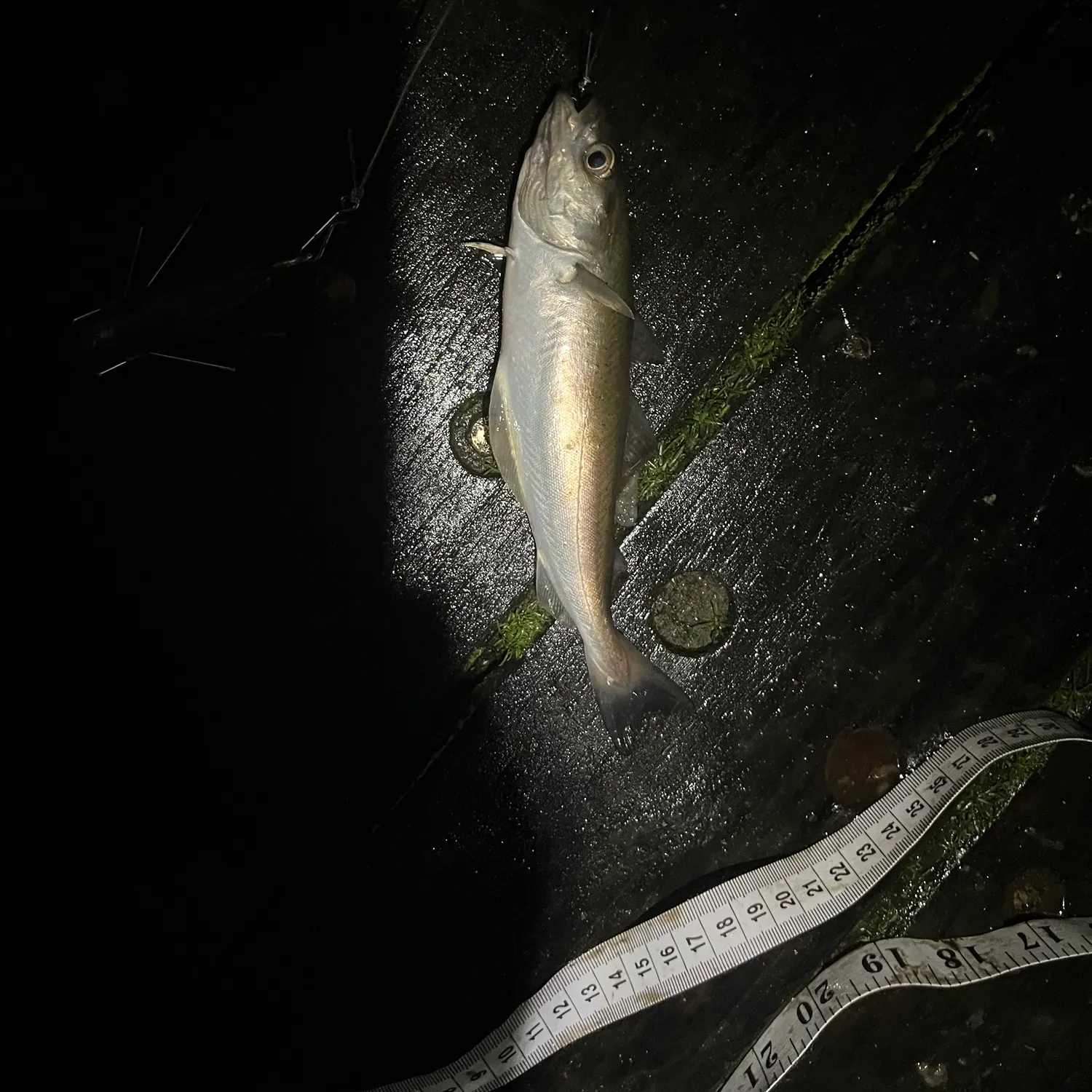 The most recent Atlantic pollock catches on Fishbrain