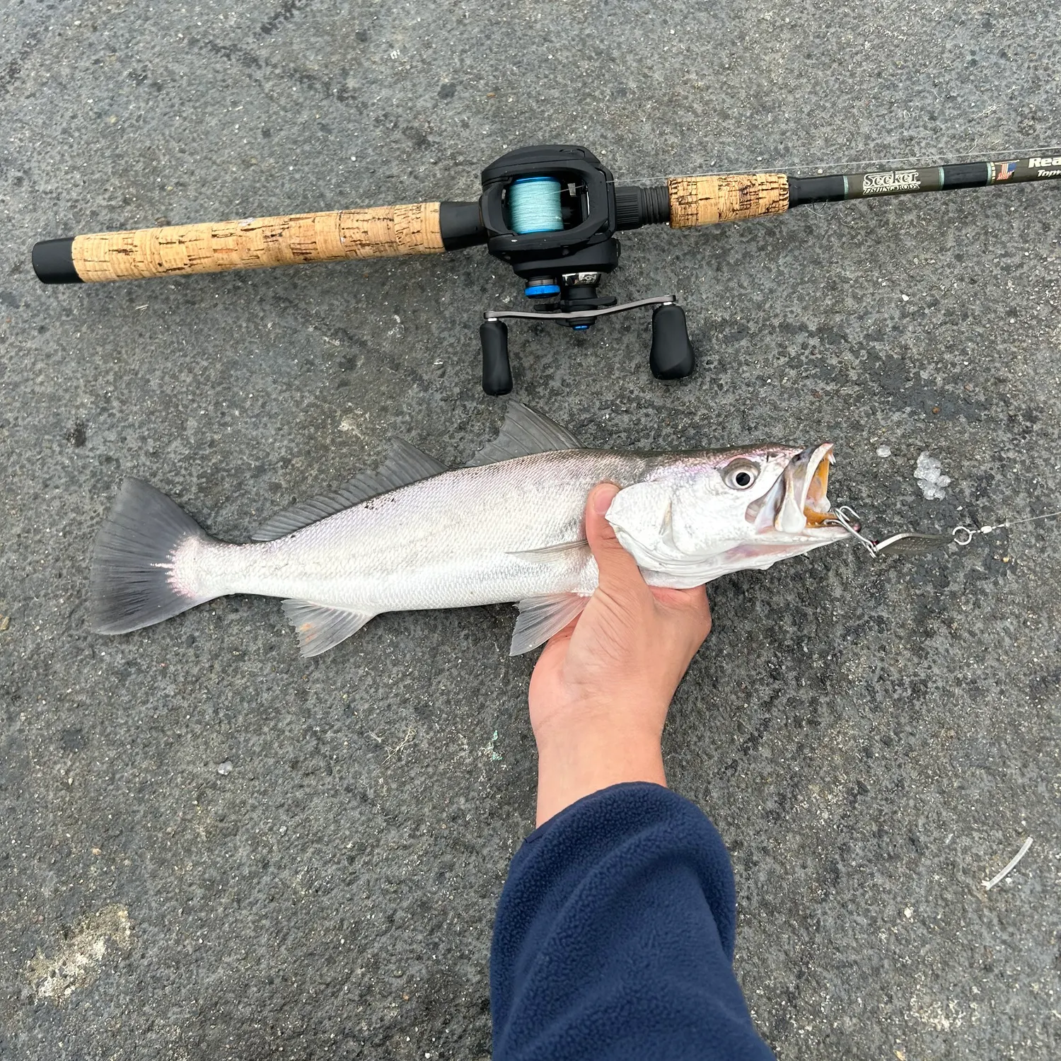 The most popular recent Shortfin corvina catch on Fishbrain