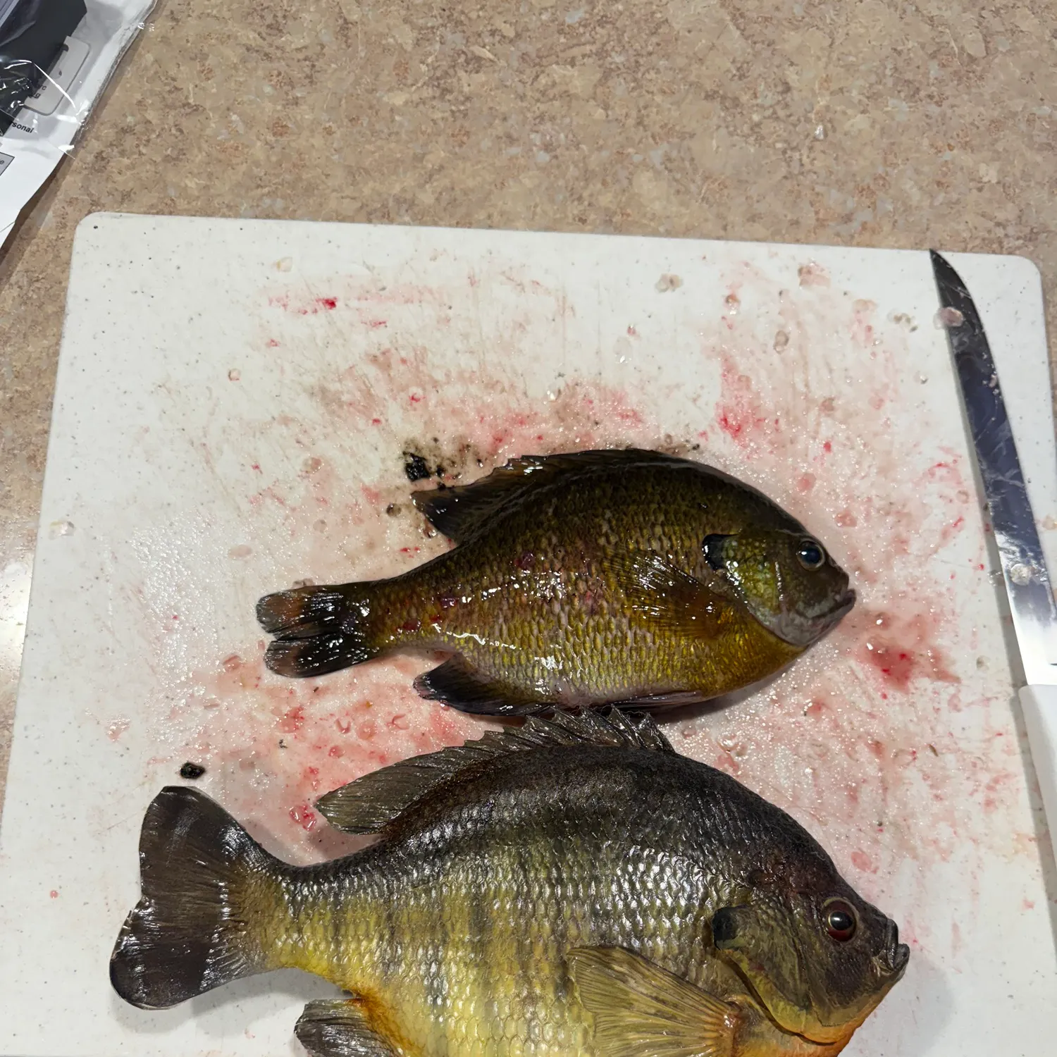 recently logged catches