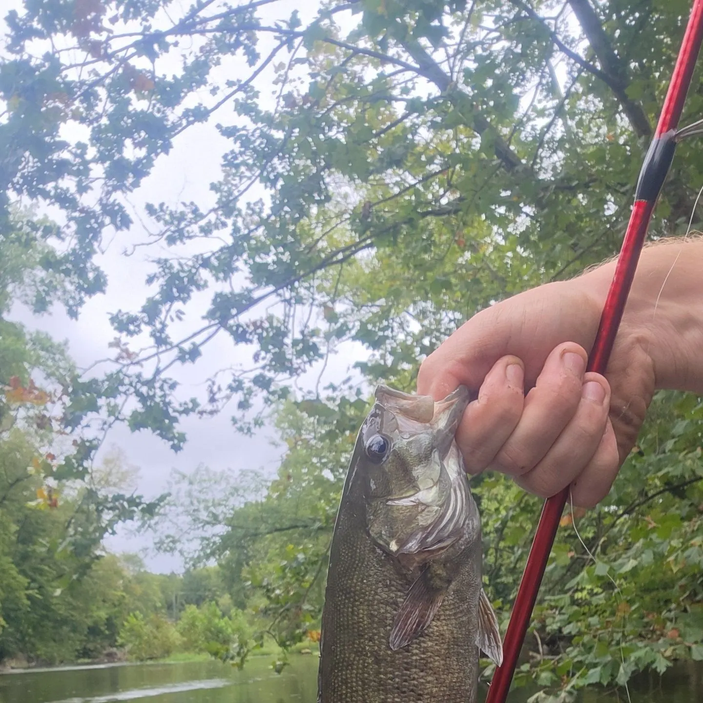 Smallmouth bass caught on Fishbrain