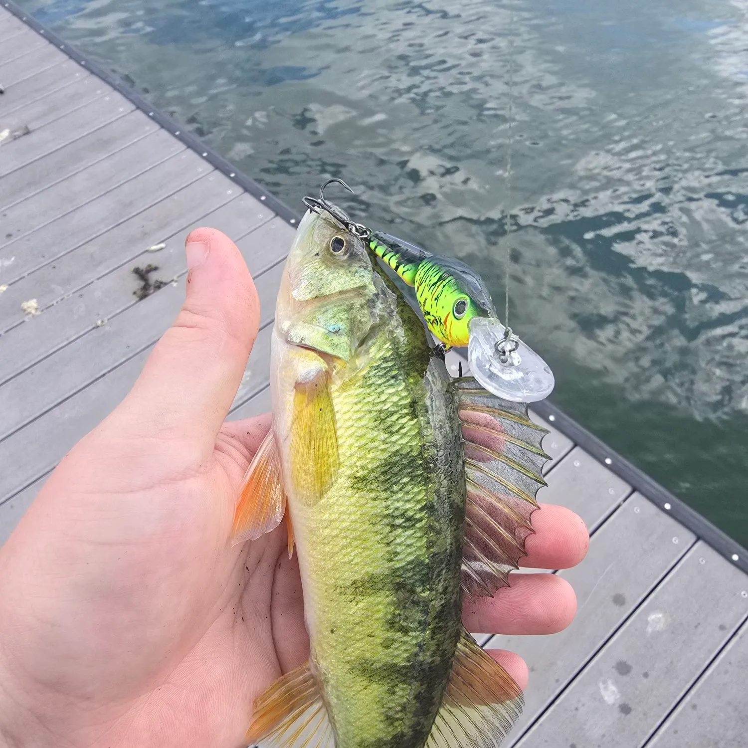 Yellow perch caught on Fishbrain
