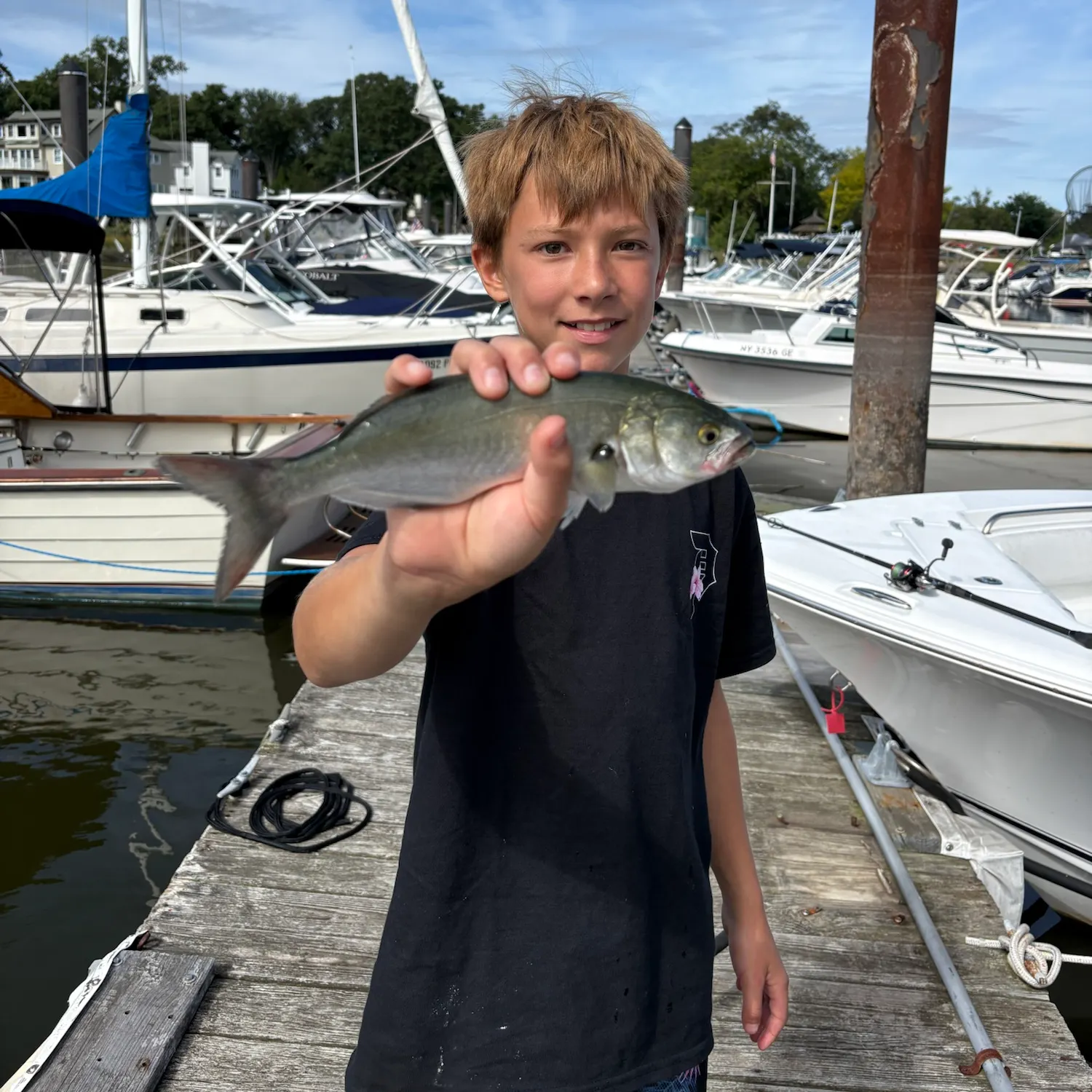 Bluefish caught on Fishbrain