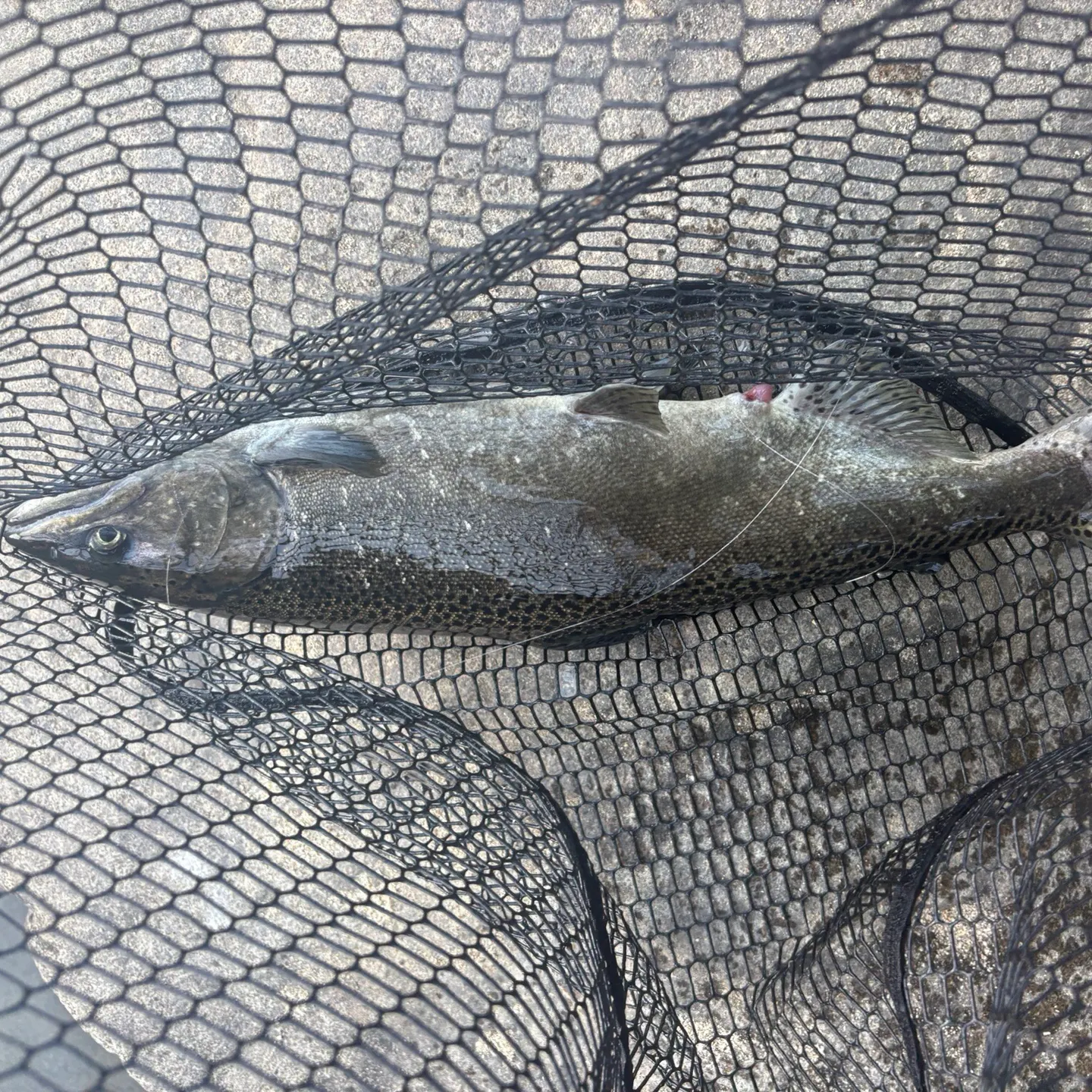 Chinook salmon caught on Fishbrain