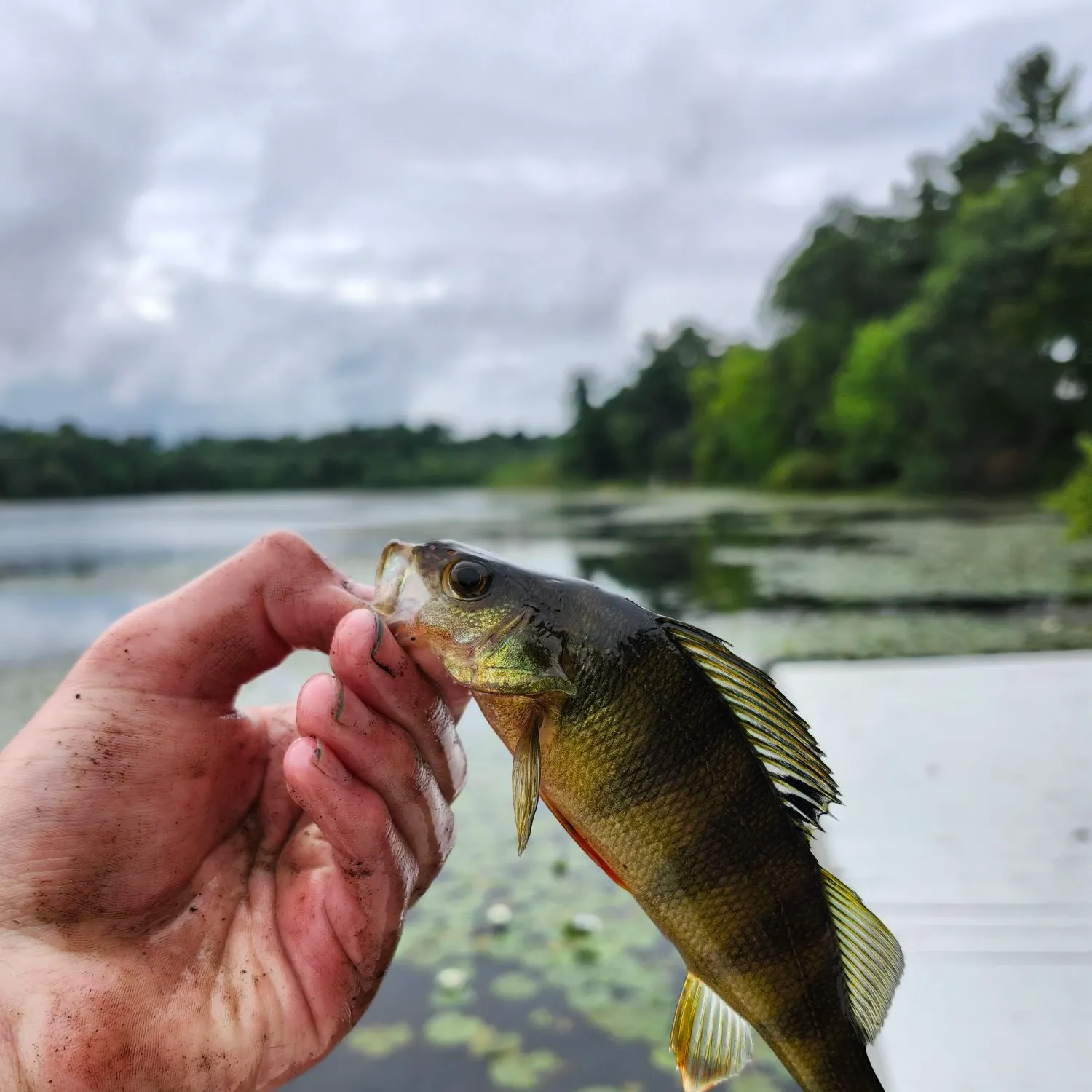 Yellow perch caught on Fishbrain