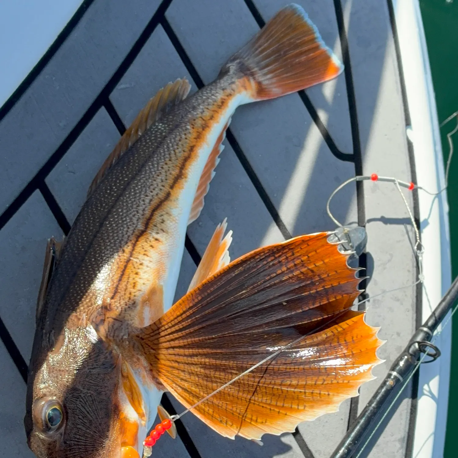 The most recent Striped searobin catches on Fishbrain