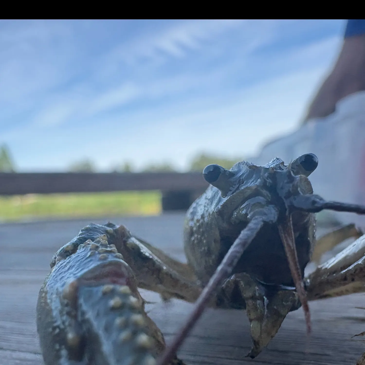 The most recent Green spiny lobster catches on Fishbrain