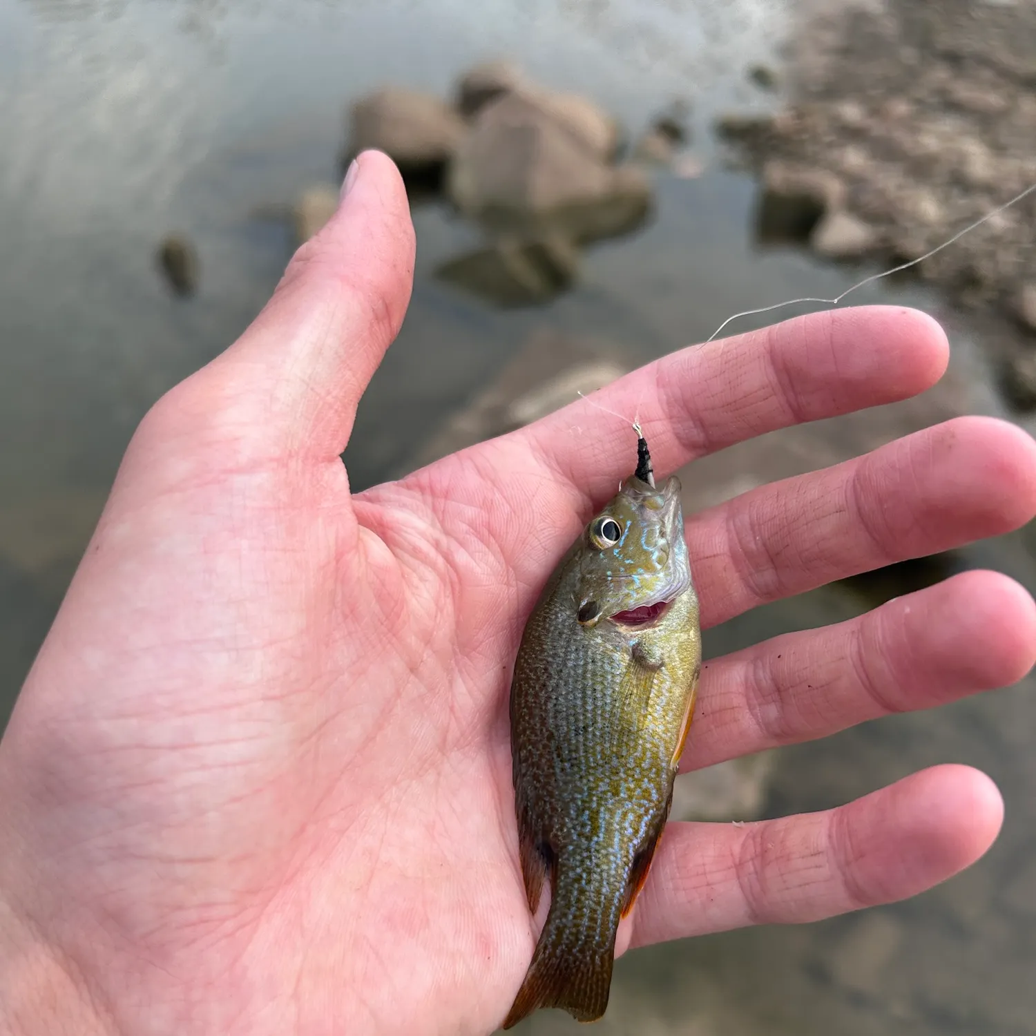 Green sunfish caught on Fishbrain