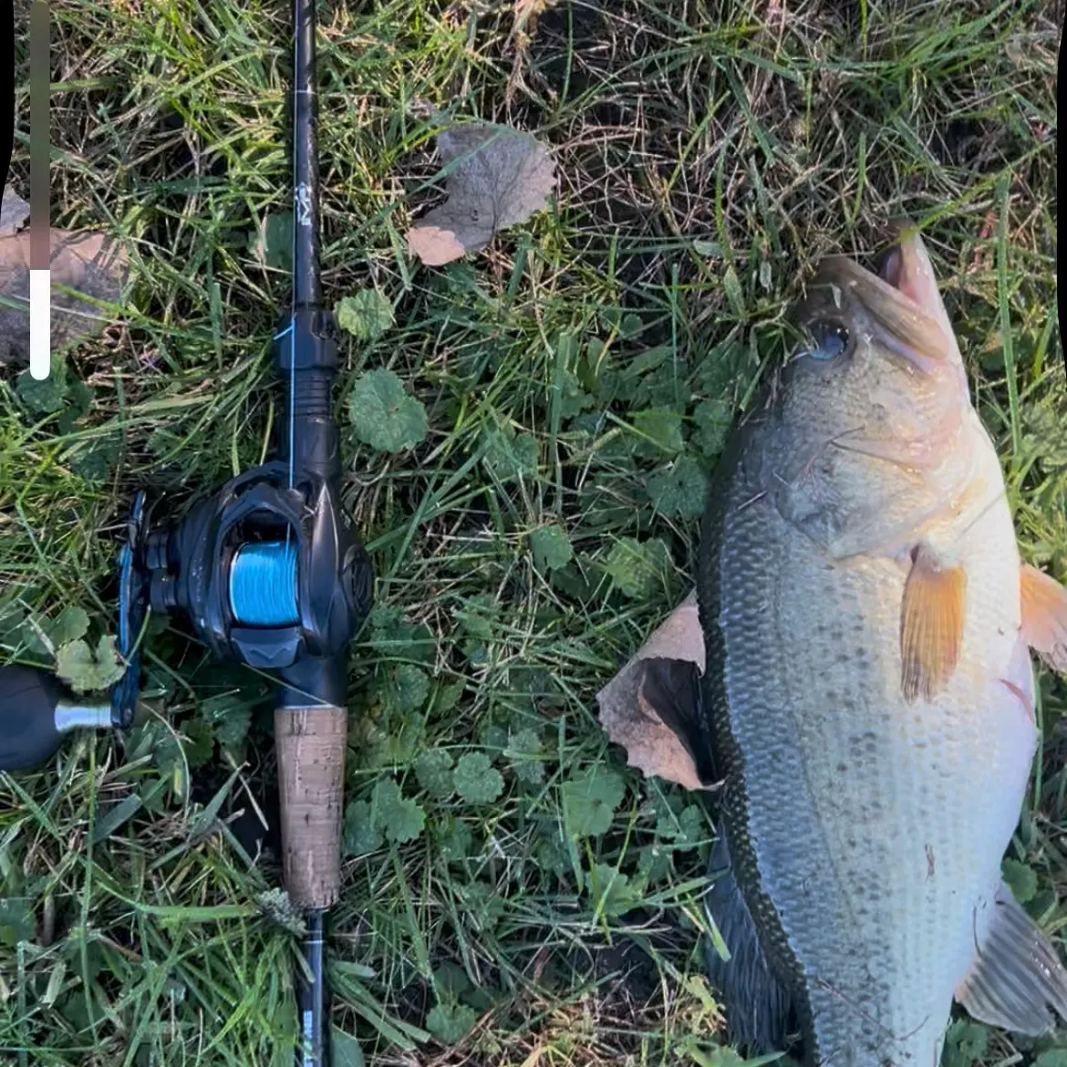 Largemouth bass caught on Fishbrain