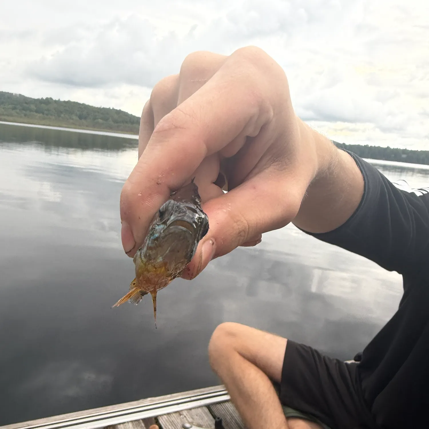 The most recent Pumpkingill hybrid catches on Fishbrain