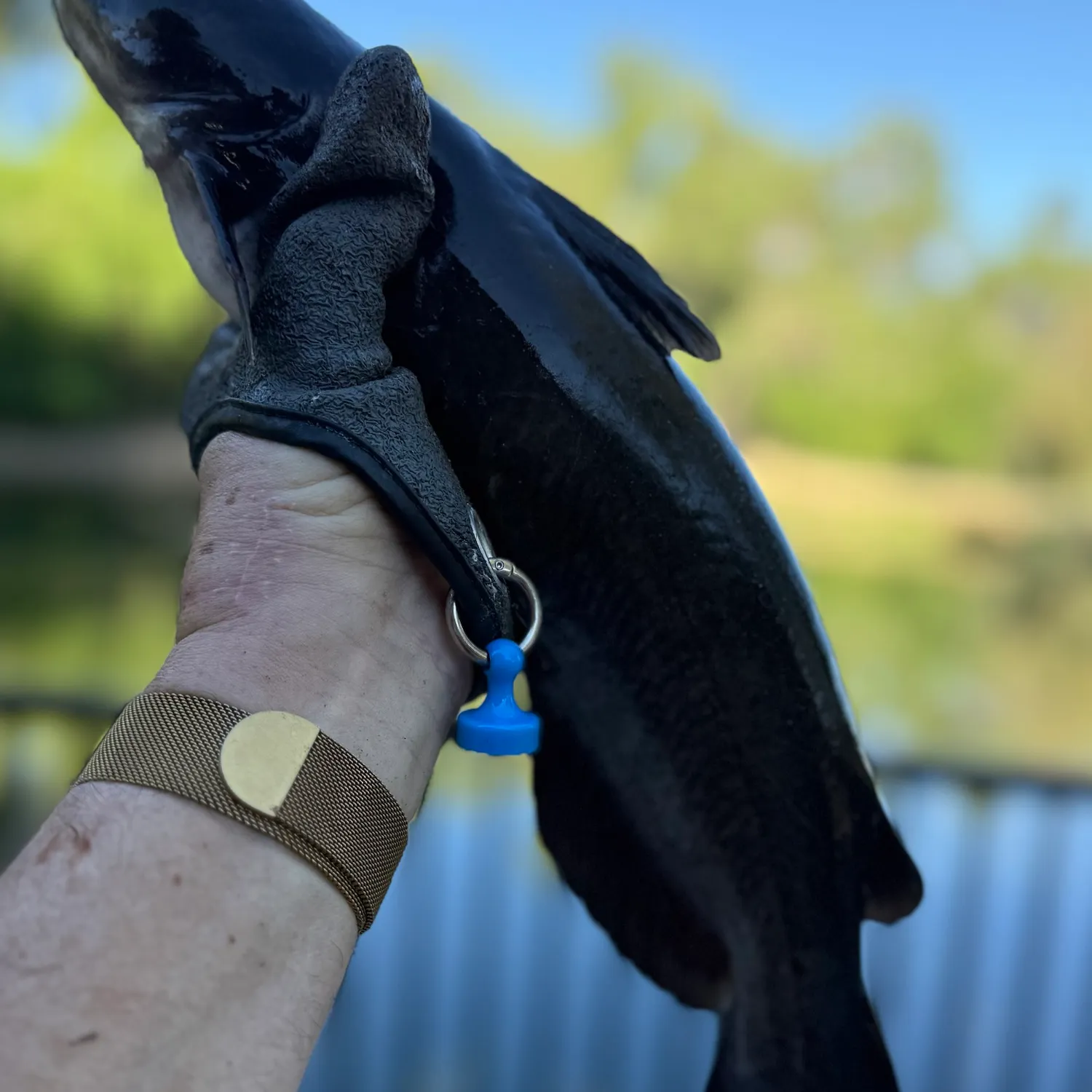 catch