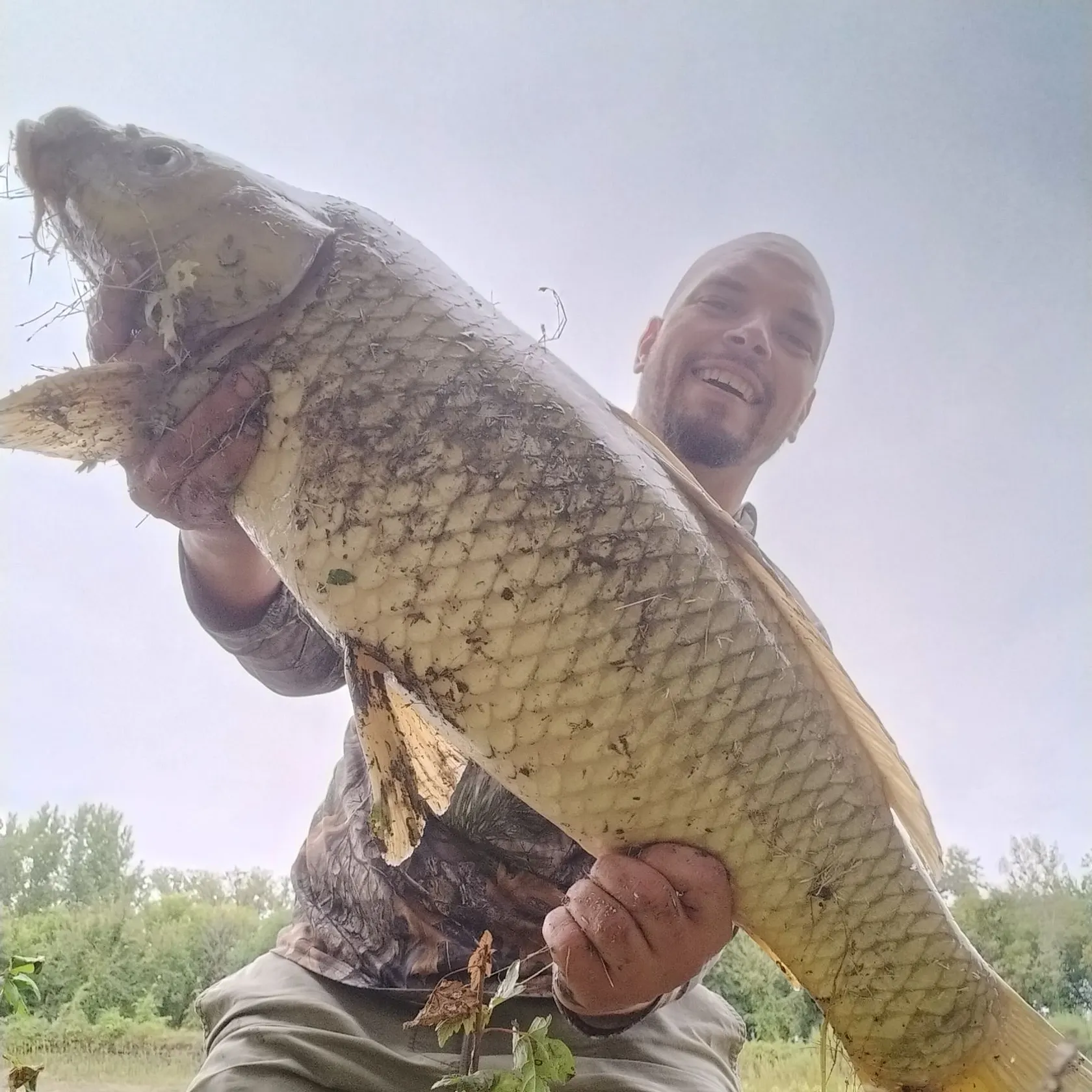 Common carp caught on Fishbrain