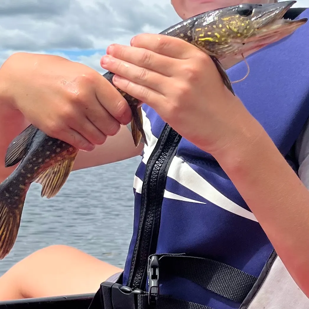 Northern pike caught on Fishbrain