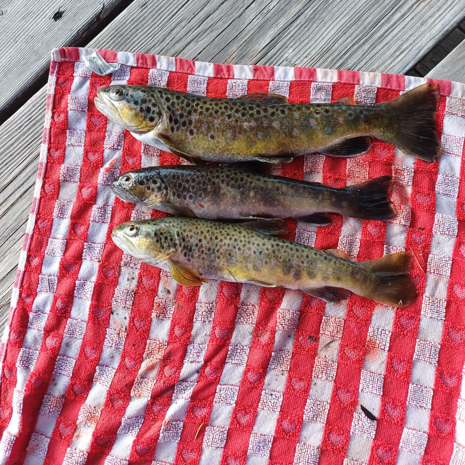 recently logged catches