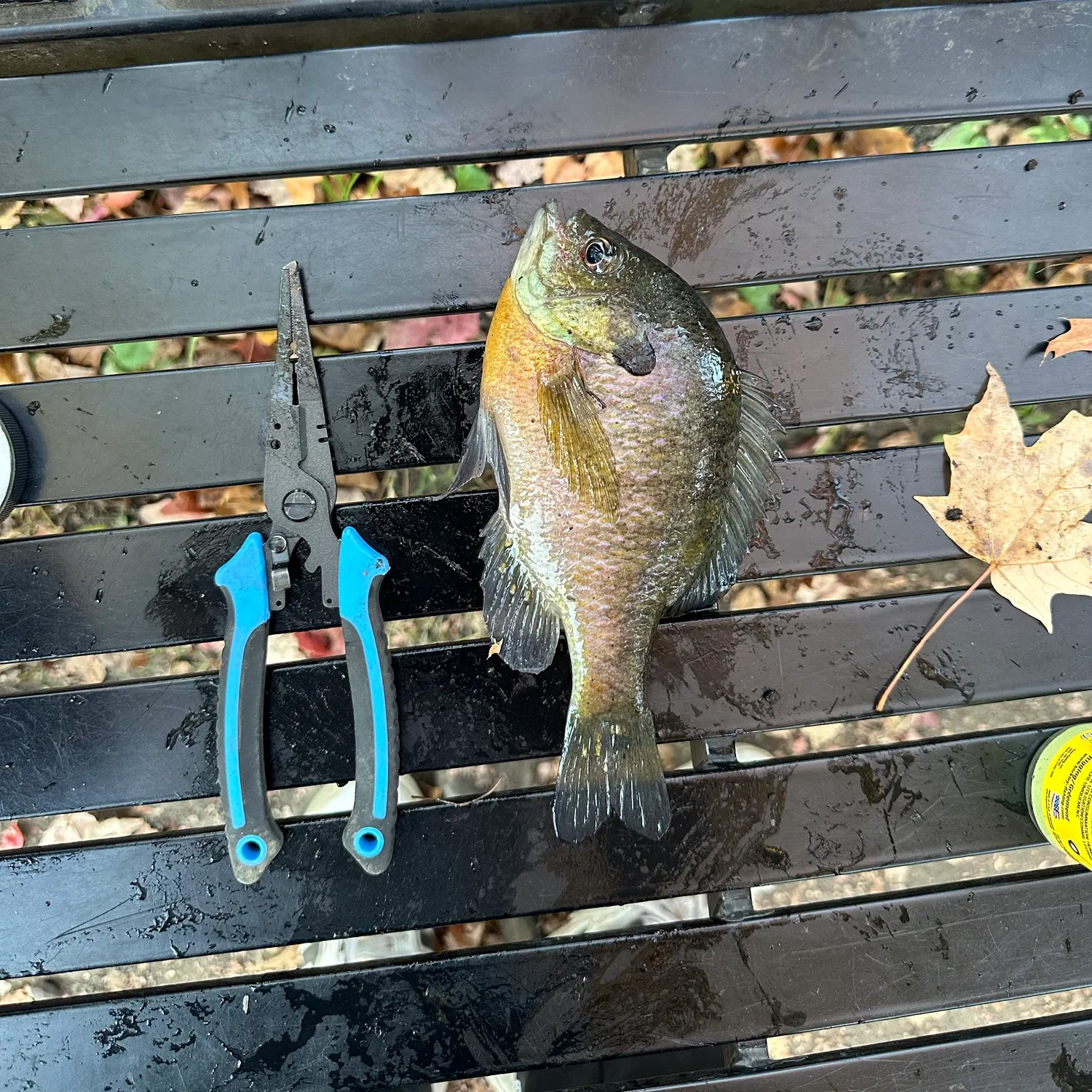 Bluegill caught on Fishbrain
