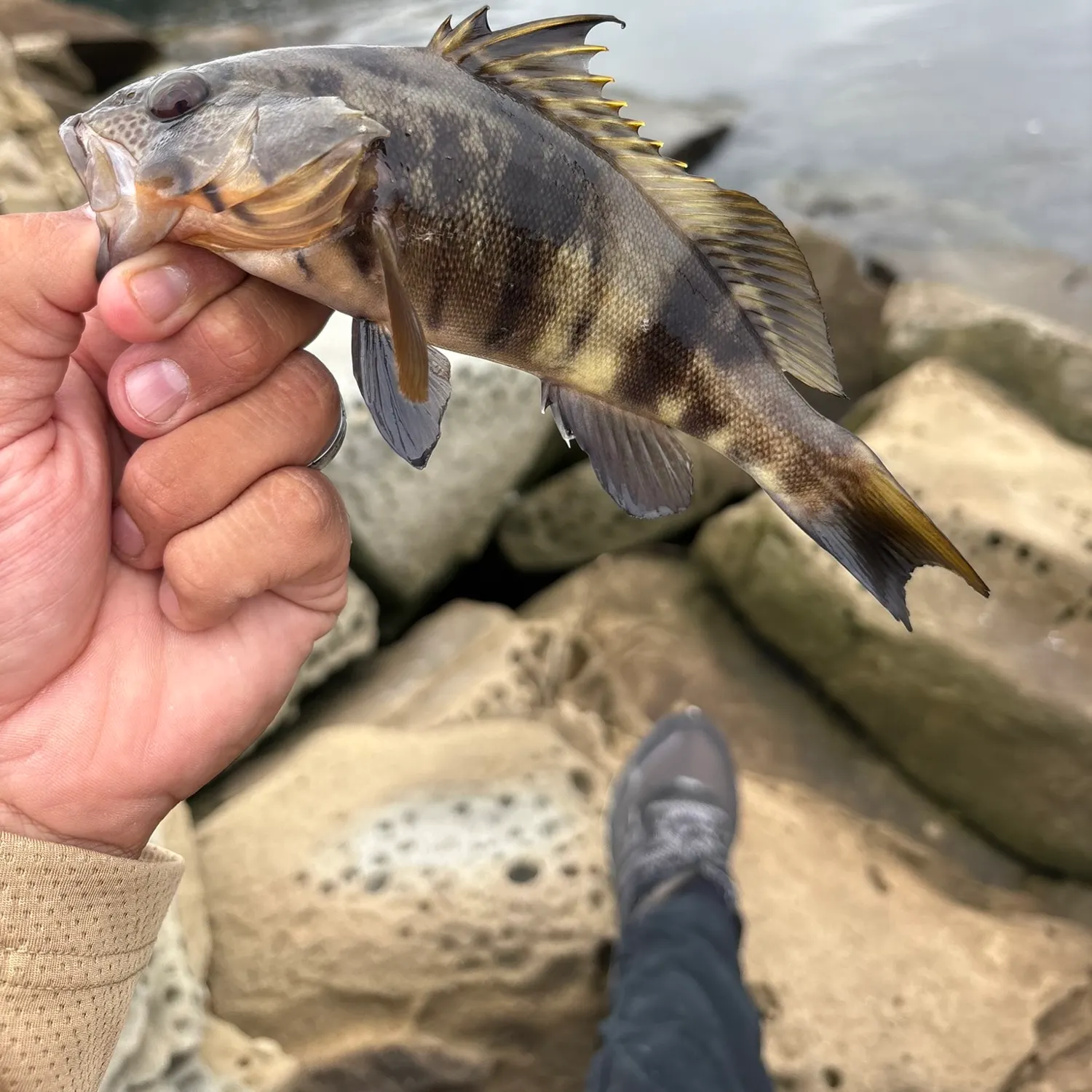 Barred sand bass caught on Fishbrain