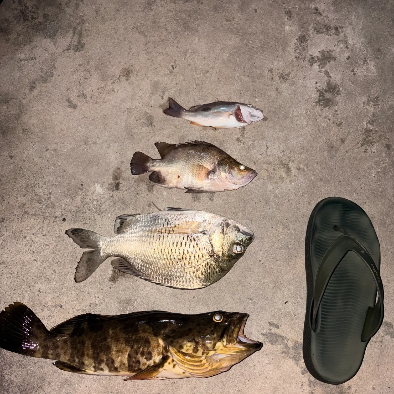 Orange-spotted grouper caught on Fishbrain