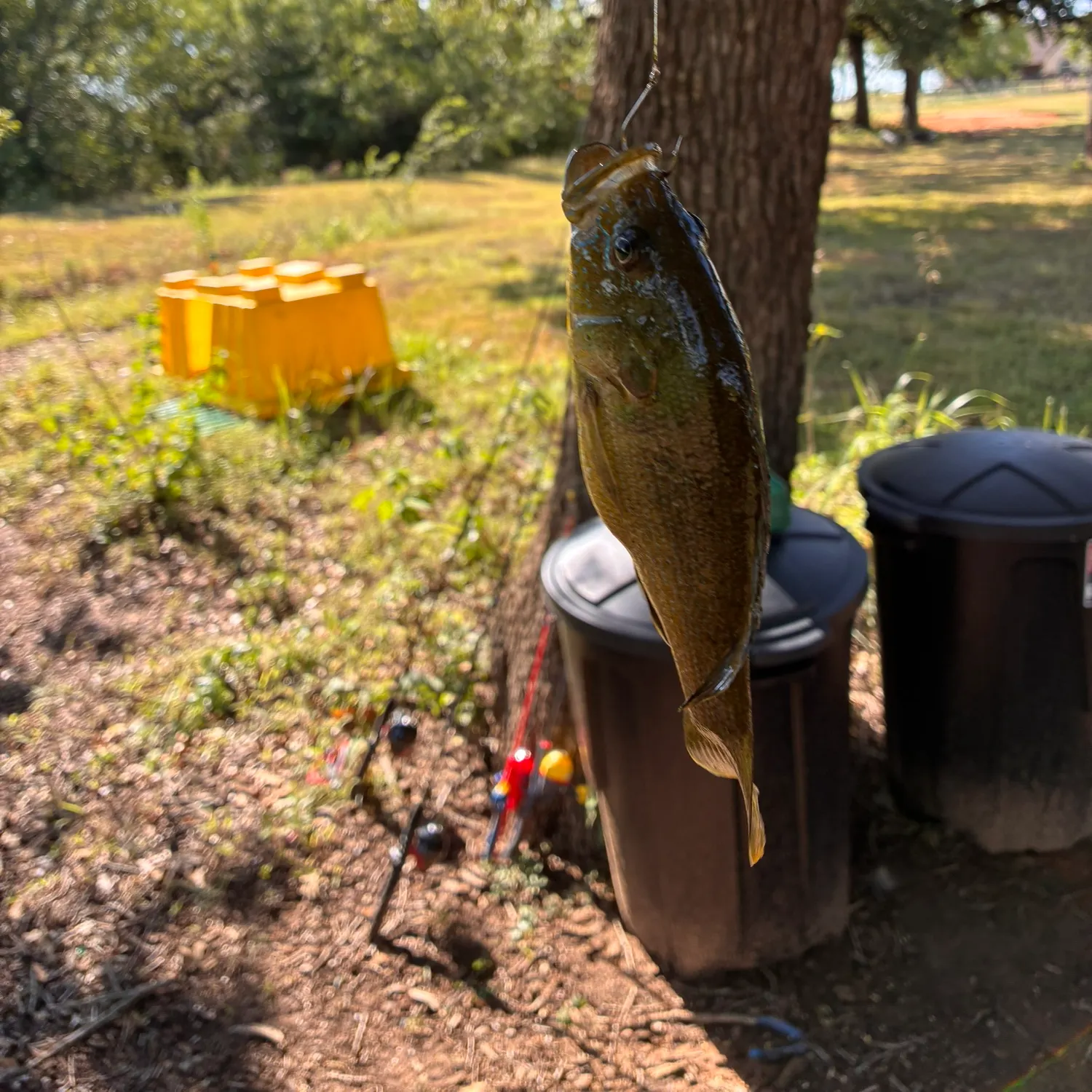 Northern pike caught on Fishbrain
