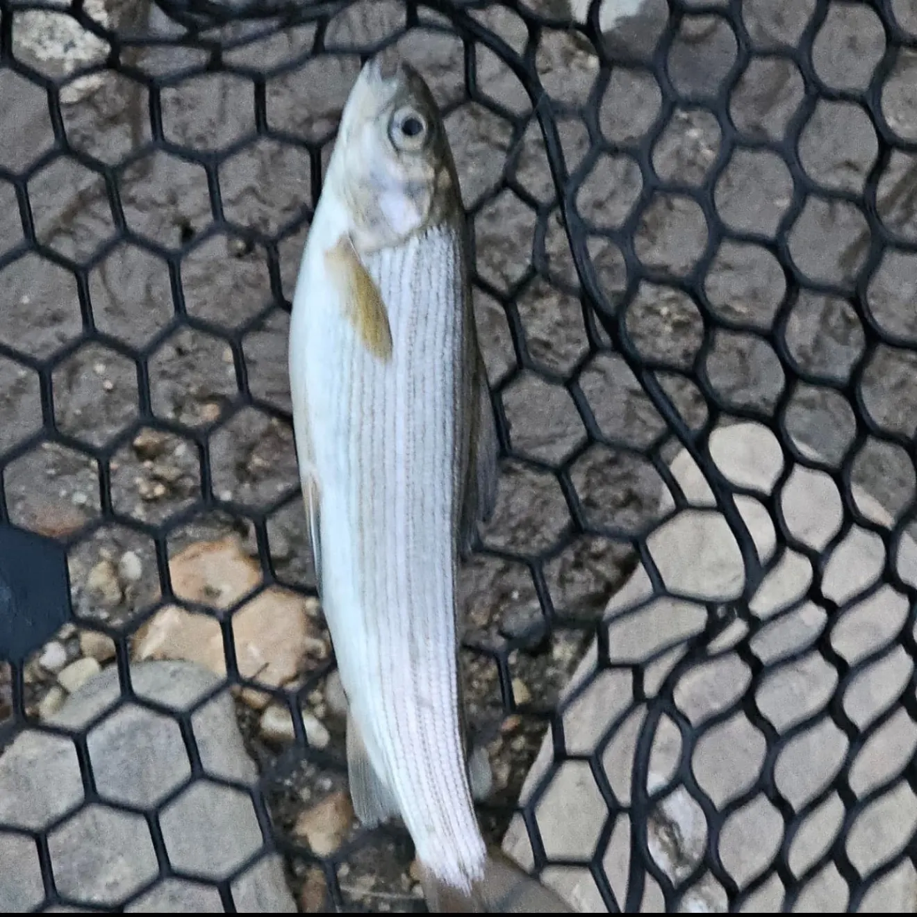 The most recent Arctic grayling catches on Fishbrain