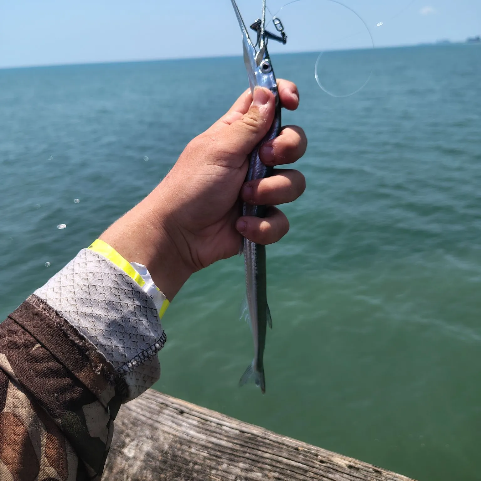 The most recent Atlantic needlefish catches on Fishbrain