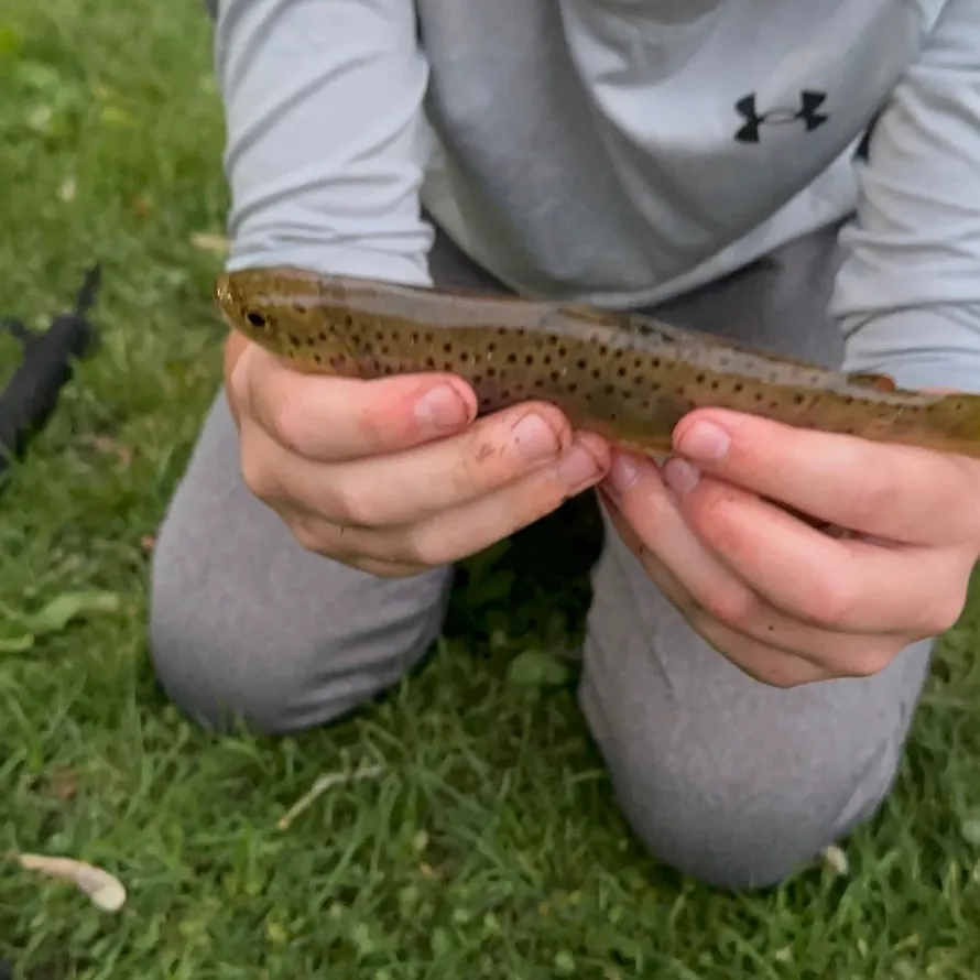 Brown trout caught on Fishbrain