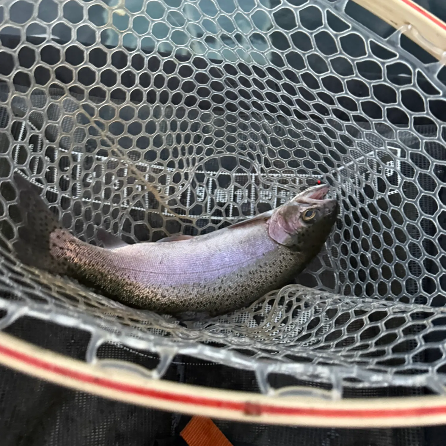 Rainbow trout caught on Fishbrain