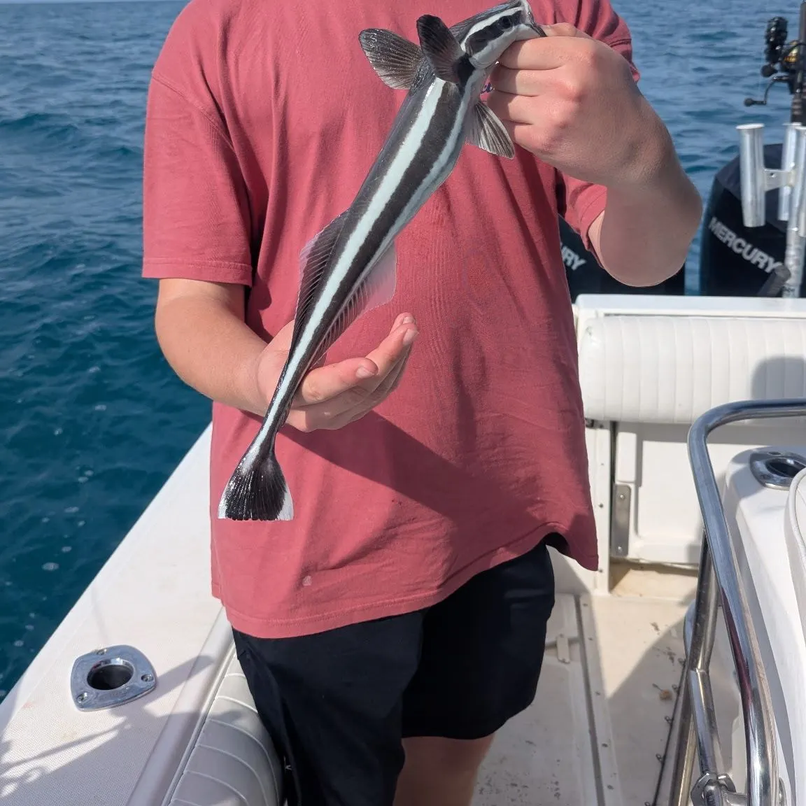 The most recent Live sharksucker catches on Fishbrain