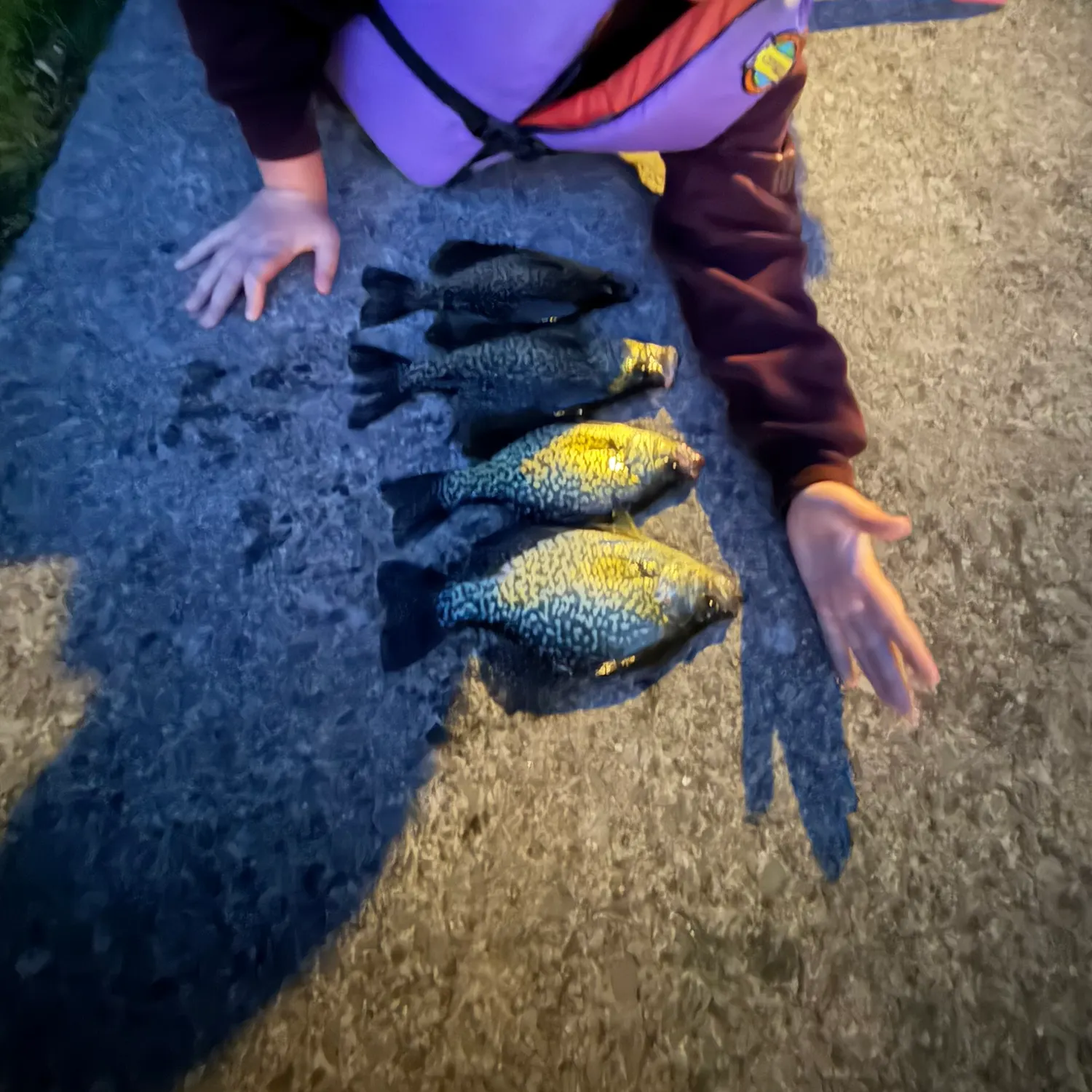 Fish caught on Fishbrain