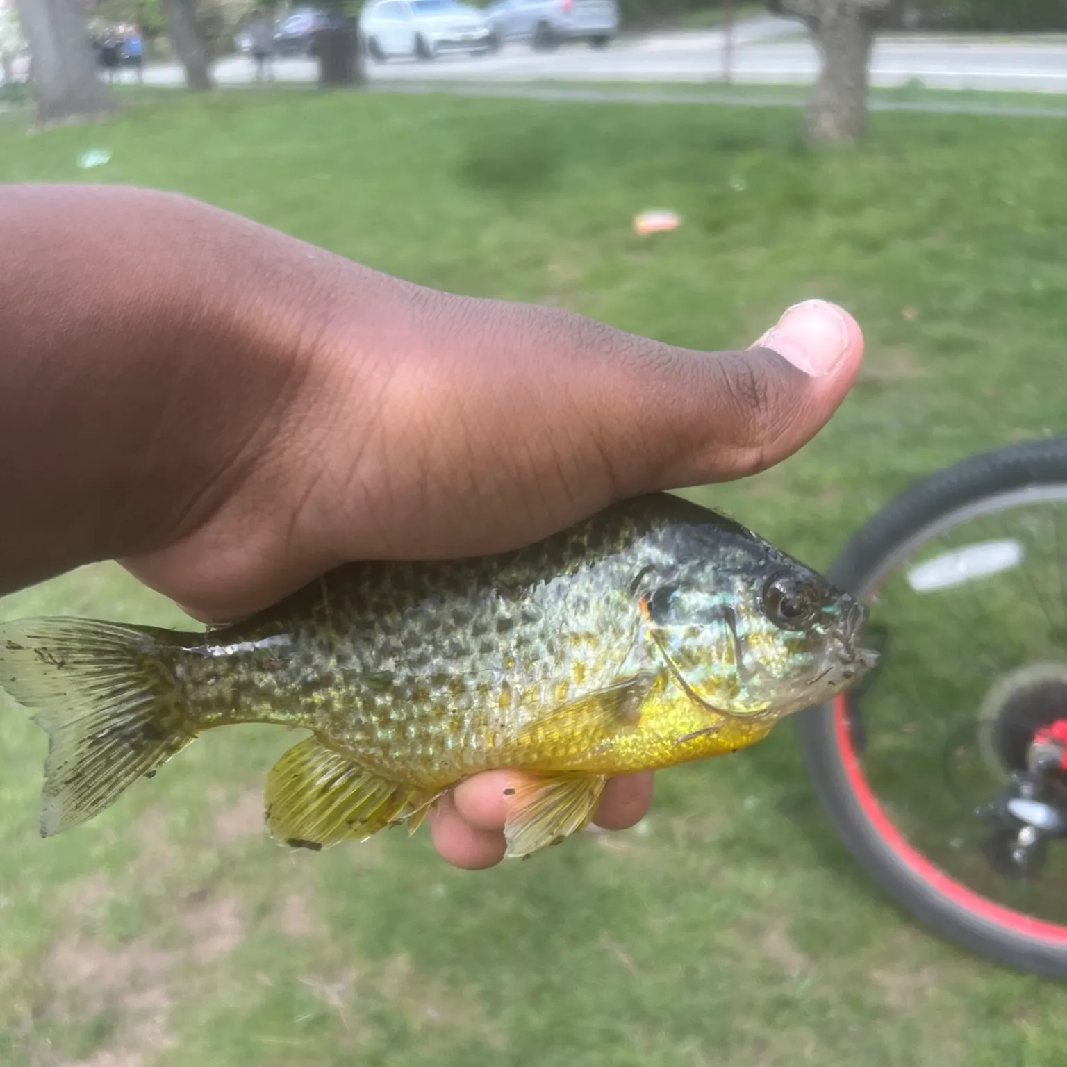 The most recent Redear sunfish catches on Fishbrain