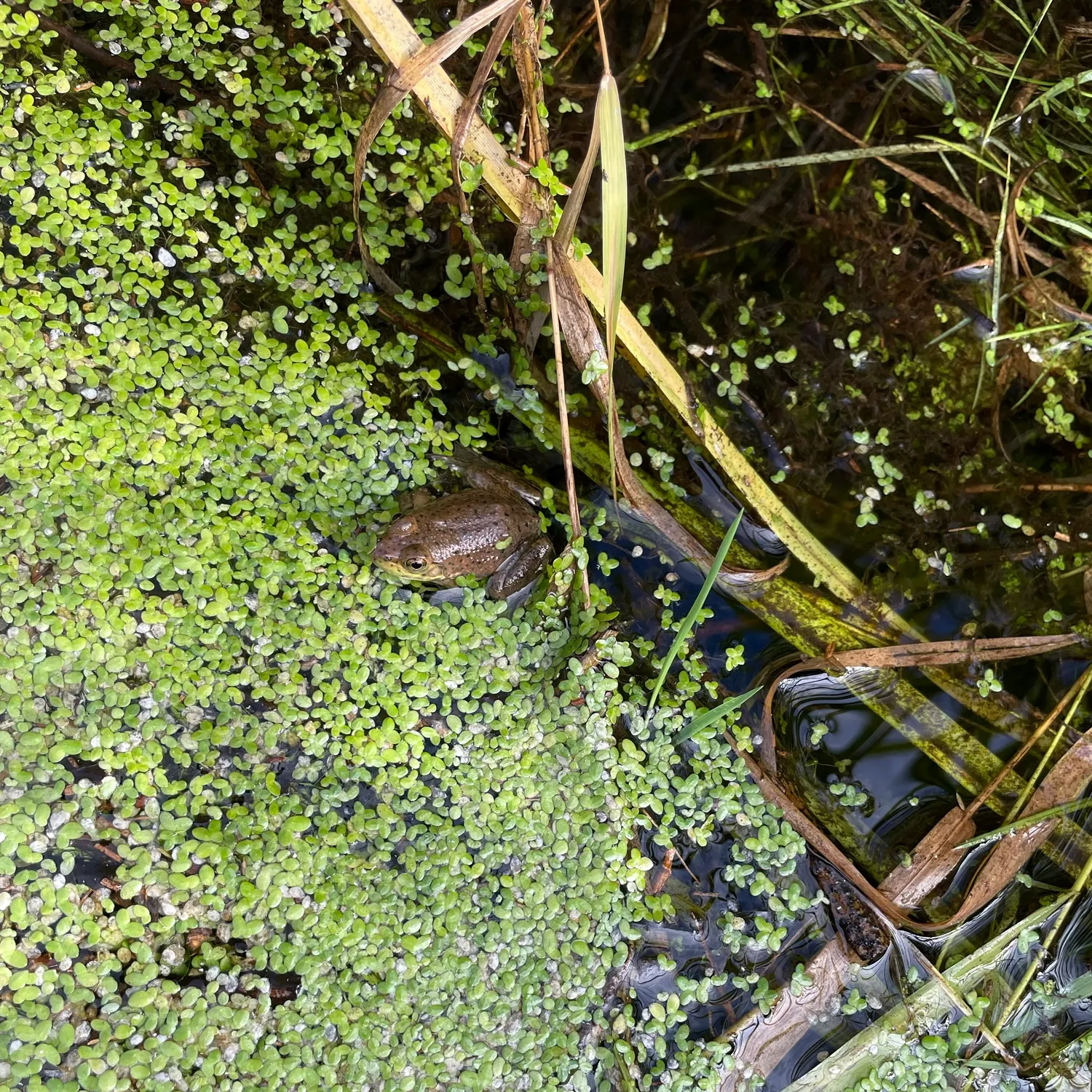 The most recent Green frog catches on Fishbrain