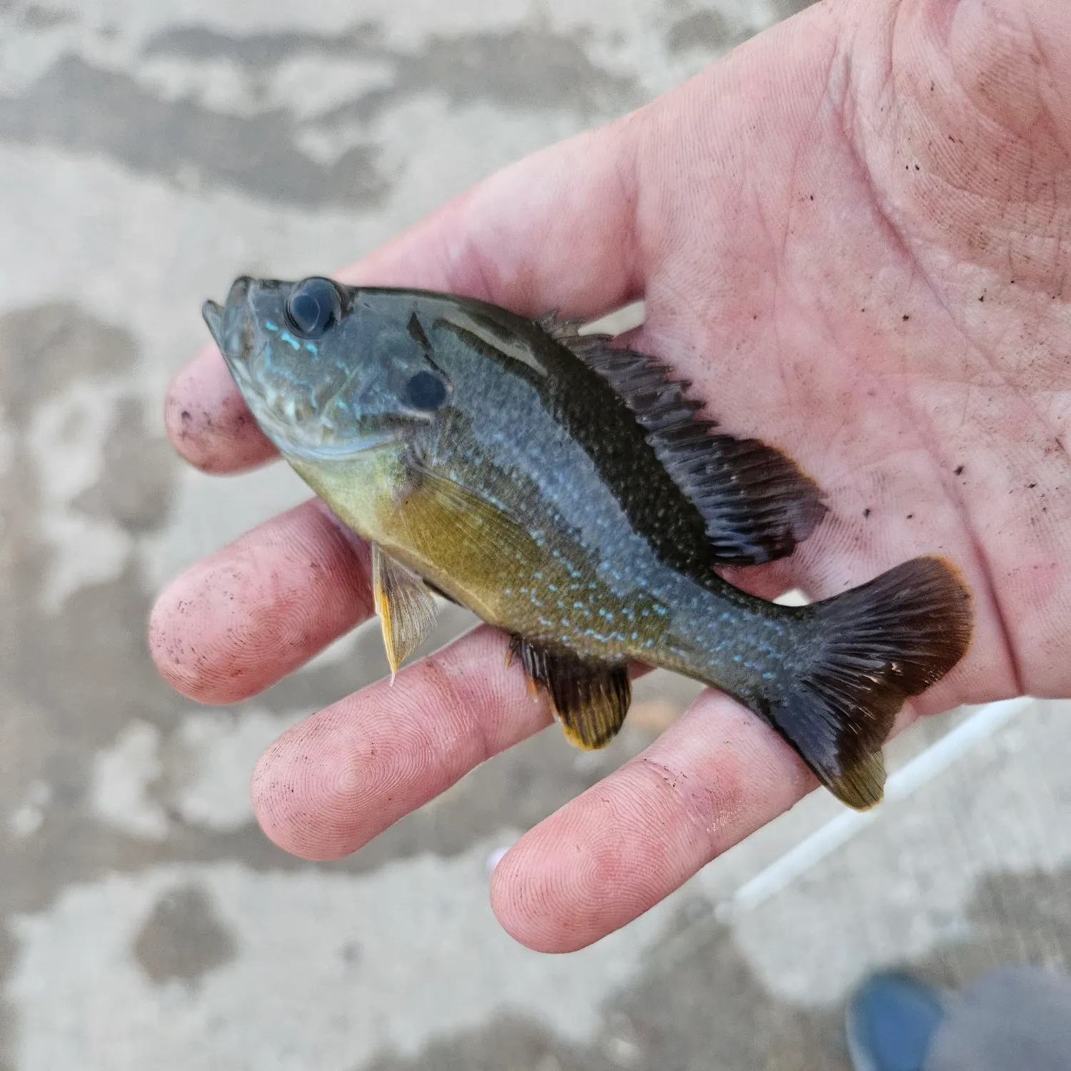 Green sunfish caught on Fishbrain