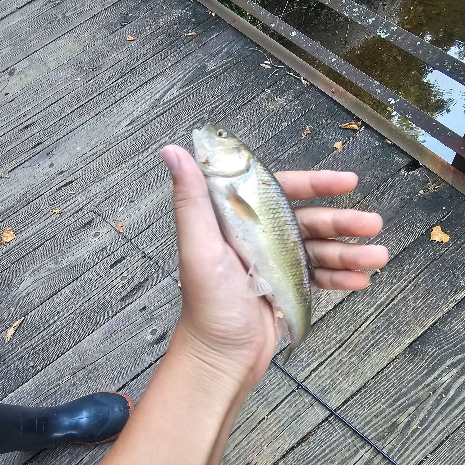 Creek chub caught on Fishbrain