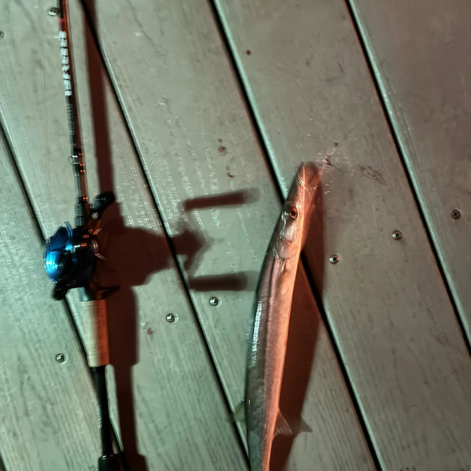 The most recent Pacific barracuda catches on Fishbrain