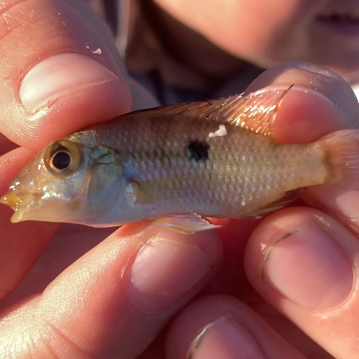 The most recent Pearl cichlid catches on Fishbrain