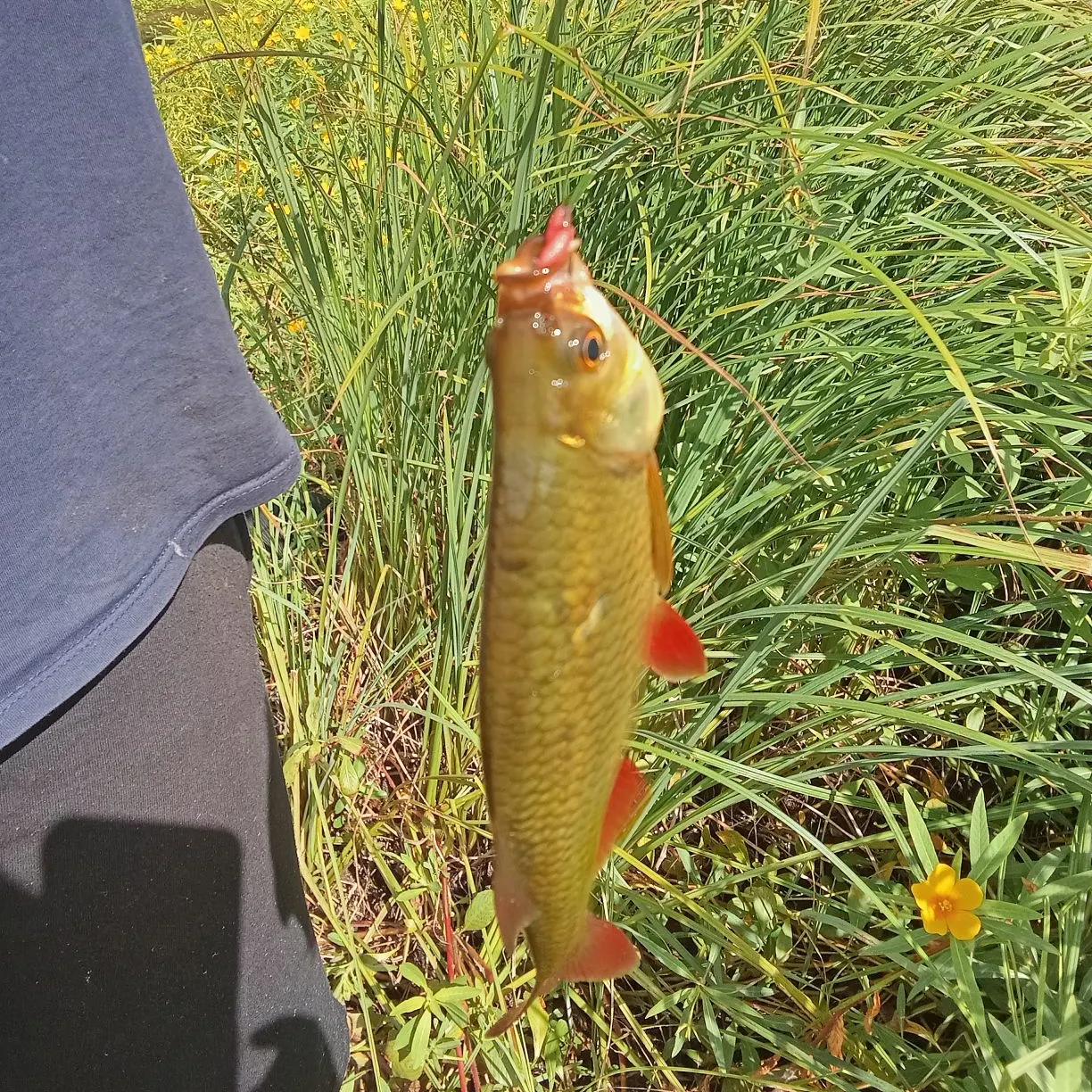 European chub caught on Fishbrain