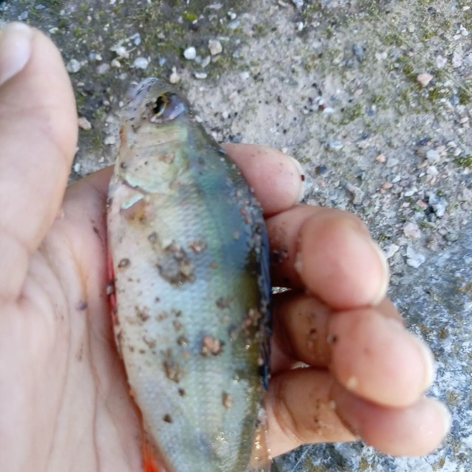 European perch caught on Fishbrain