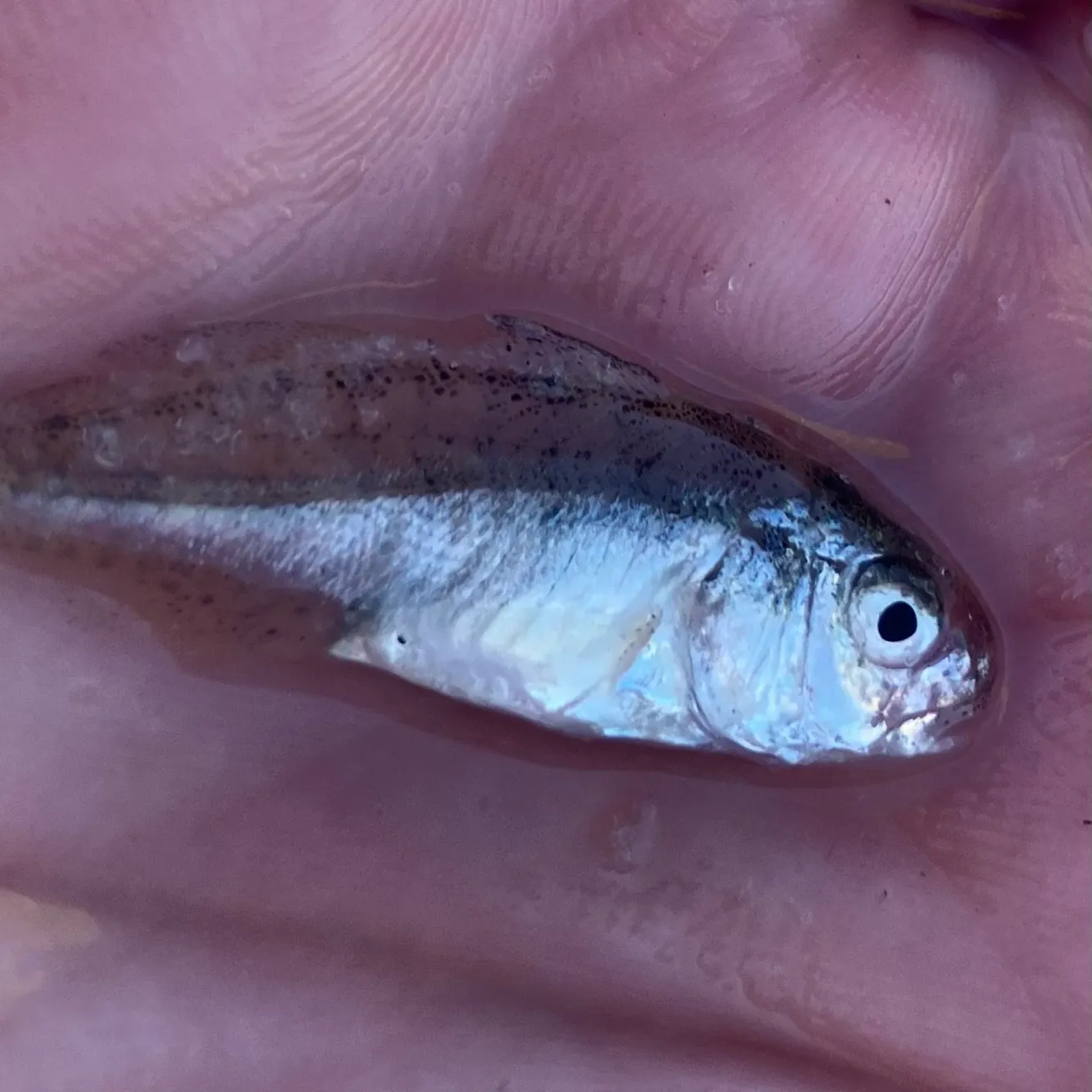 The most recent Spot croaker catches on Fishbrain